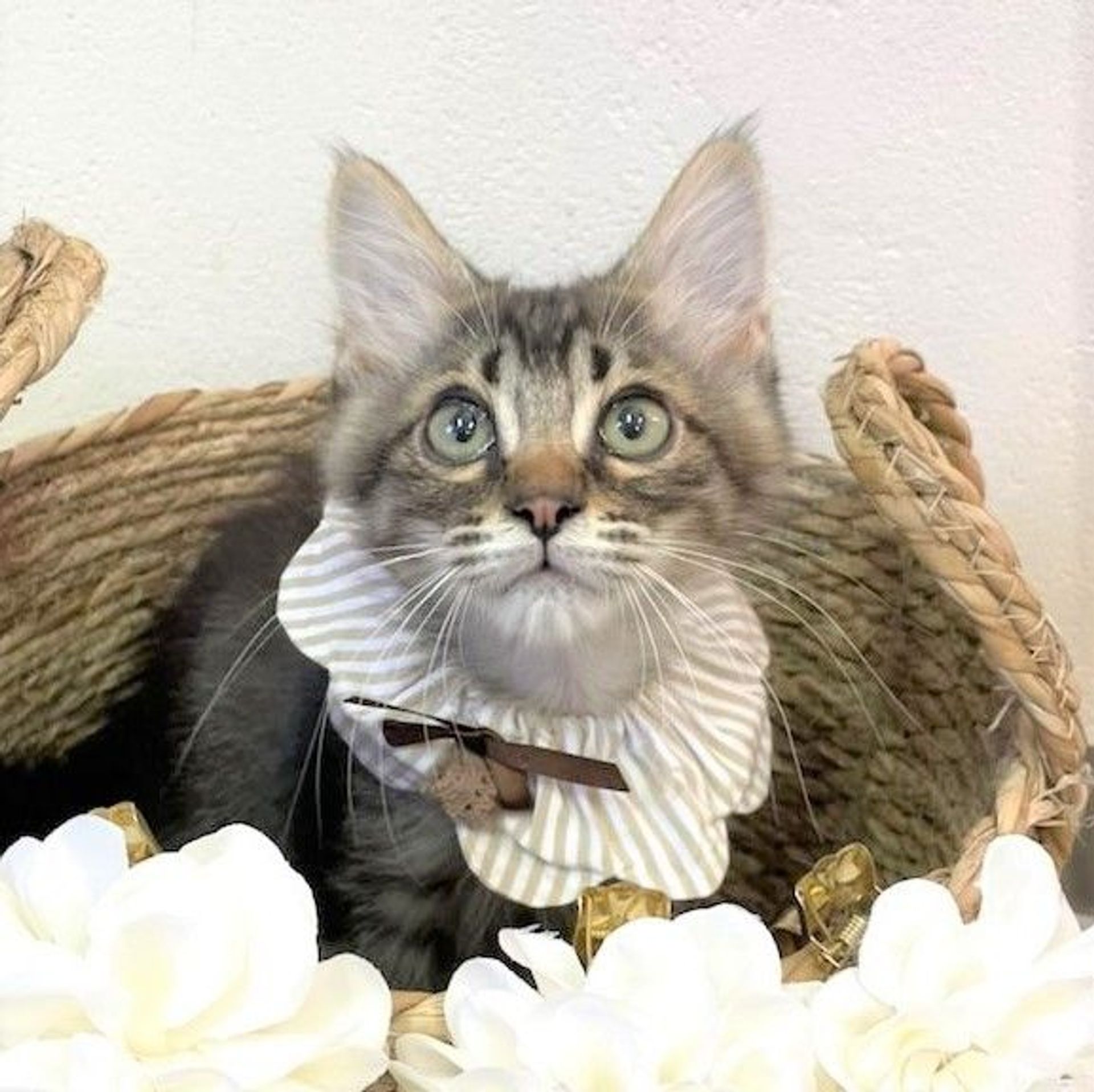 雑種（ミックス猫）・オスの里親募集の写真
