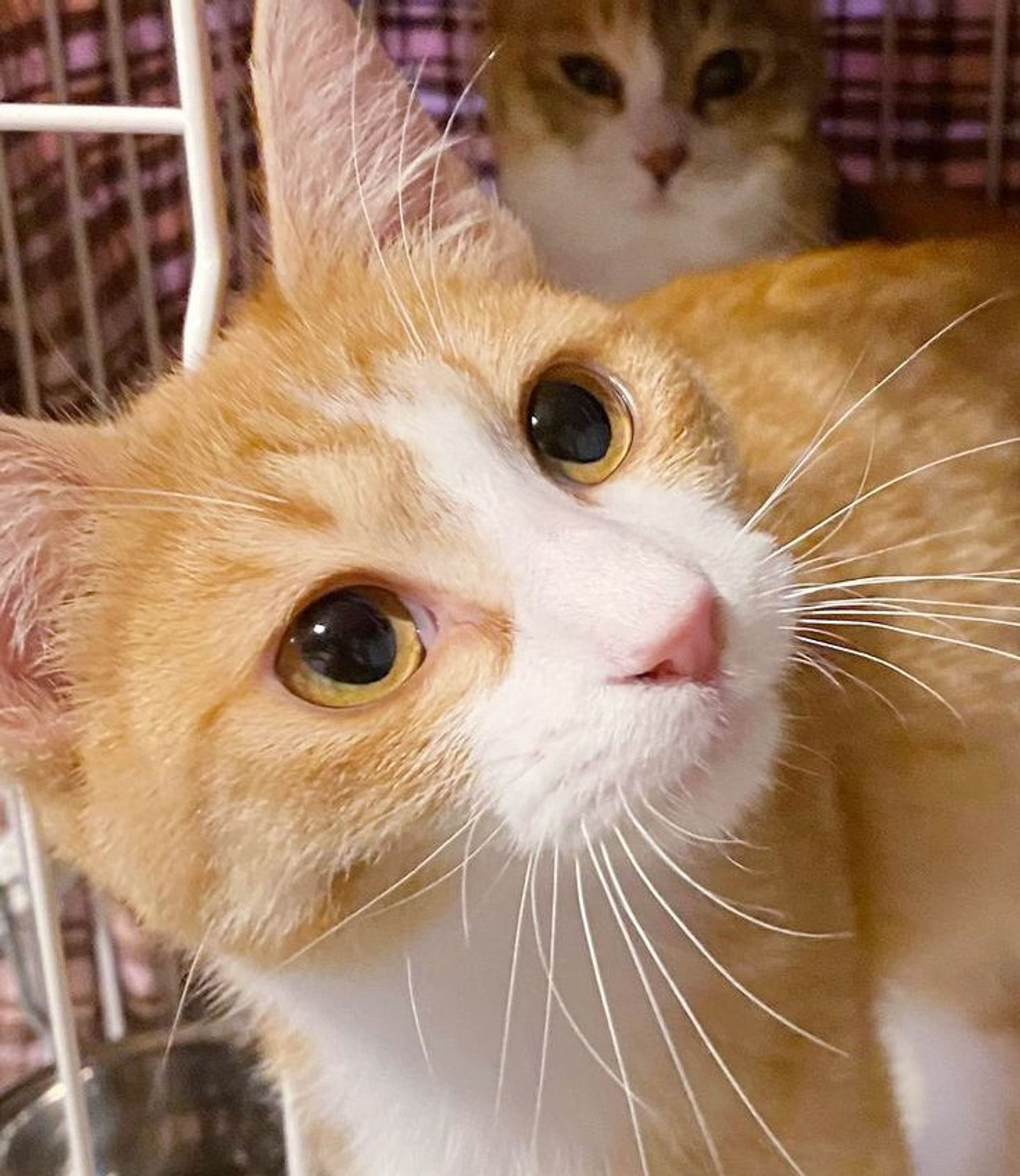 雑種（ミックス猫）・メスの里親募集の写真