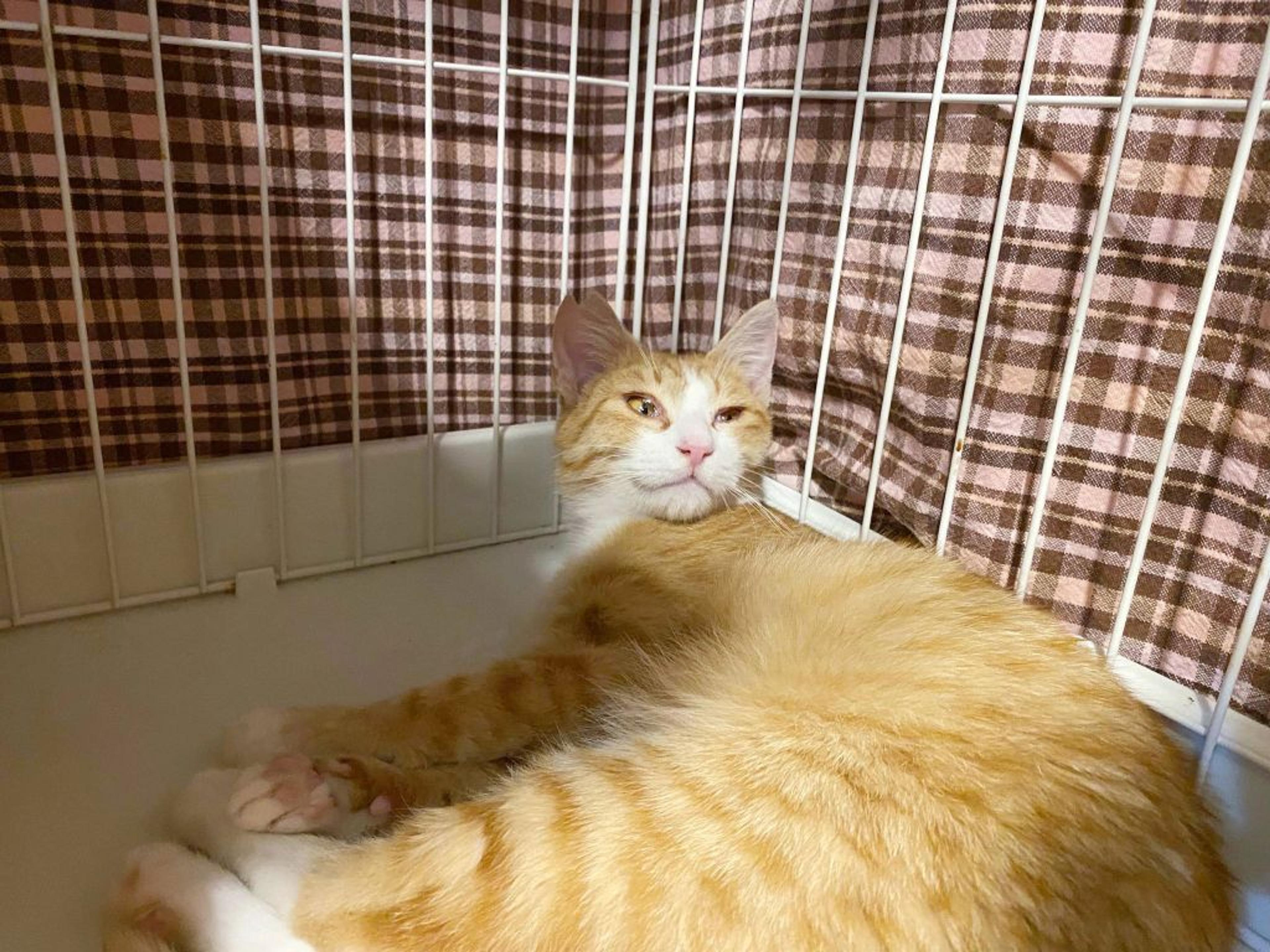 pet-image-6