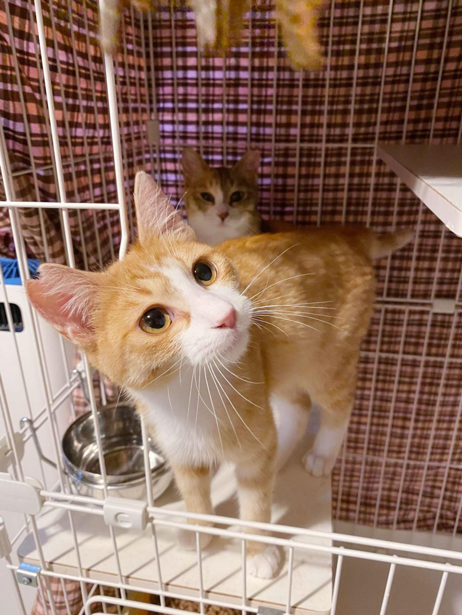 pet-image-7