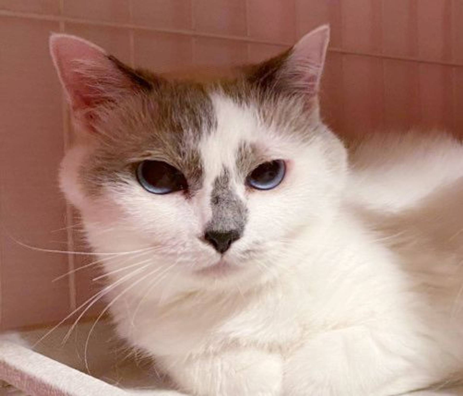 雑種（ミックス猫）・メスの里親募集の写真