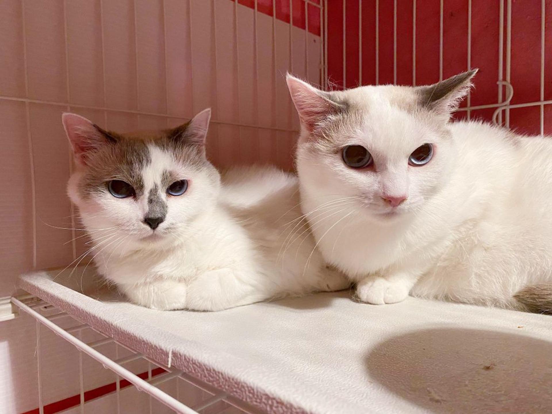 pet-image-4