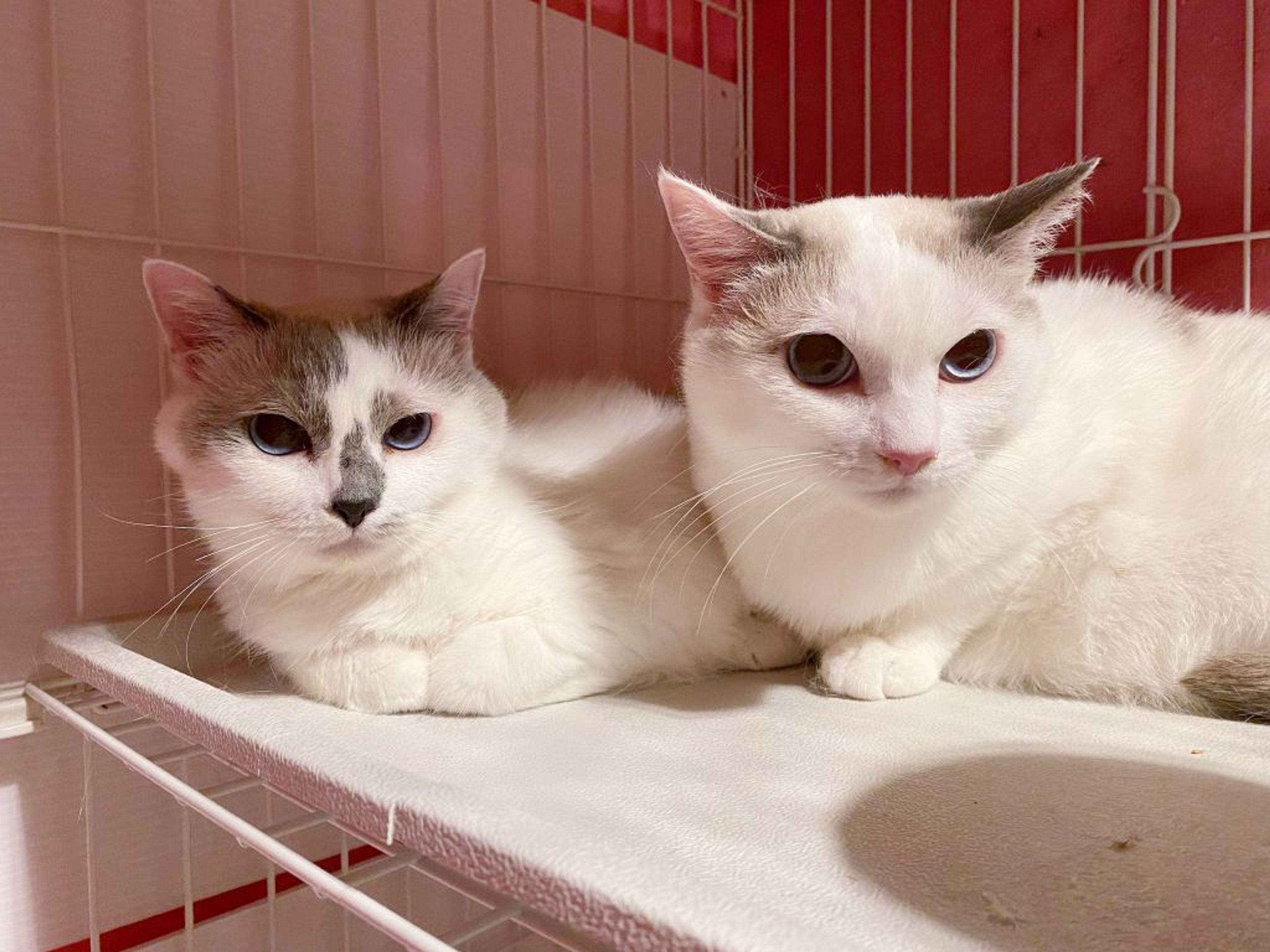 pet-image-4