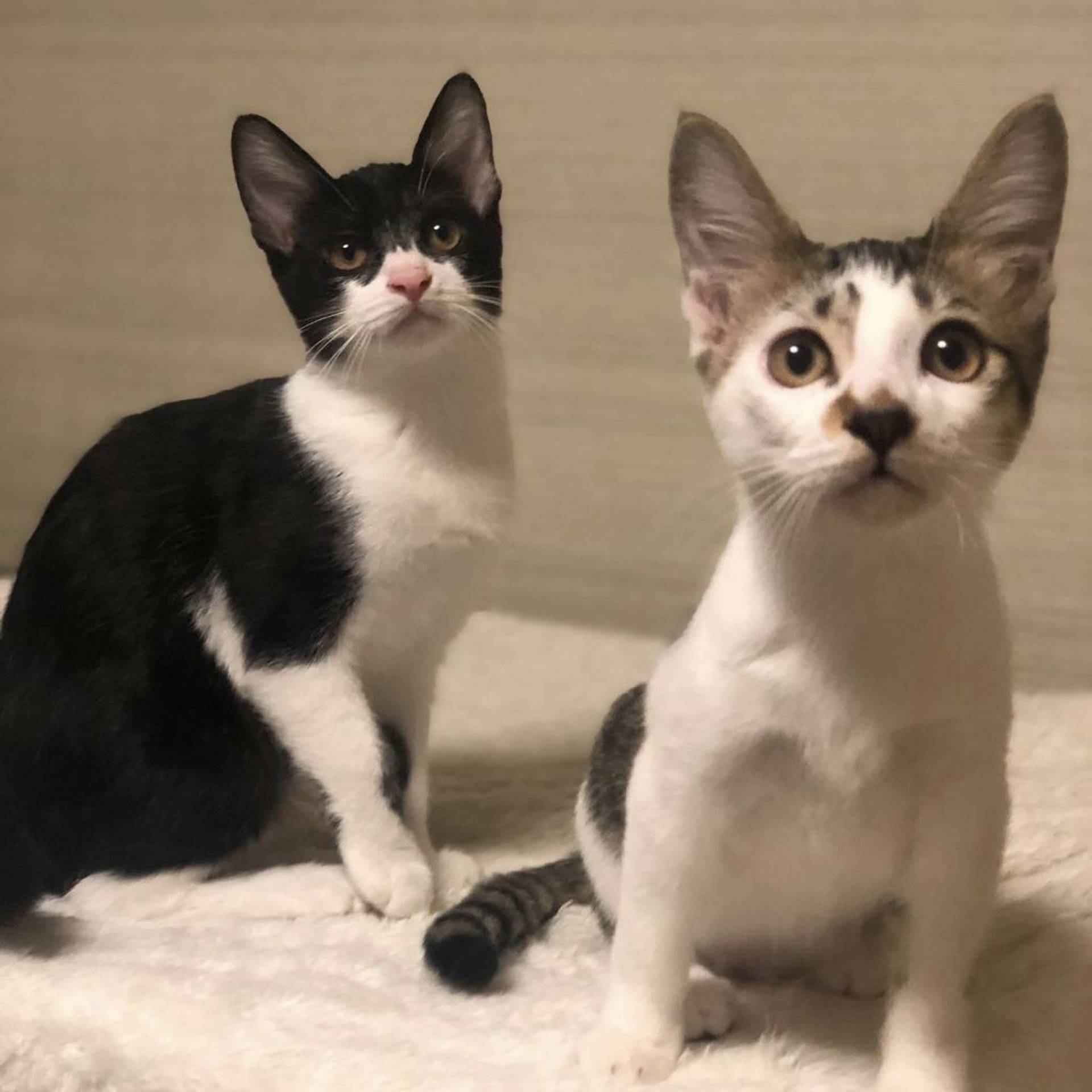 雑種（ミックス猫）・メスの里親募集の写真