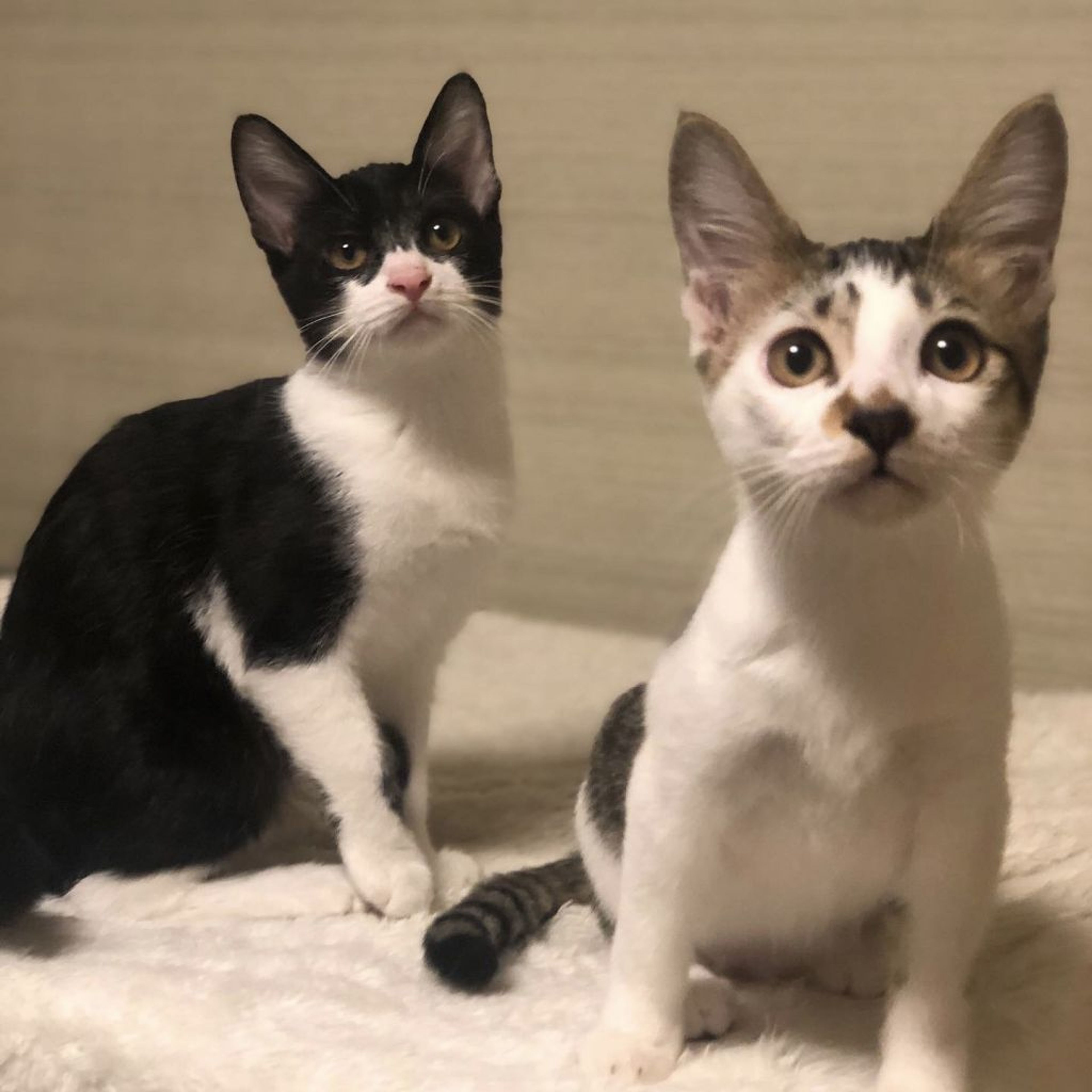 雑種（ミックス猫）・メスの里親募集の写真