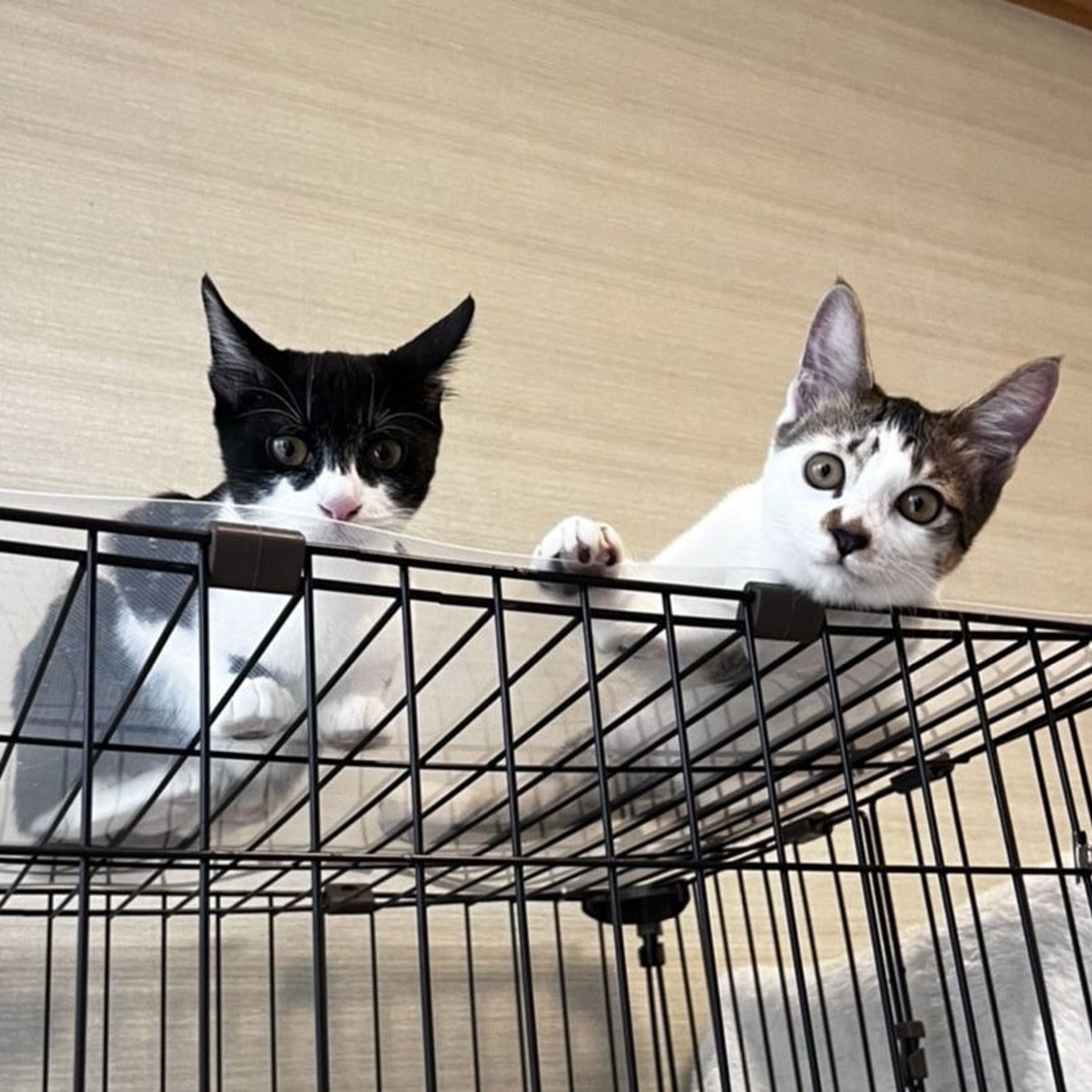 pet-image-4