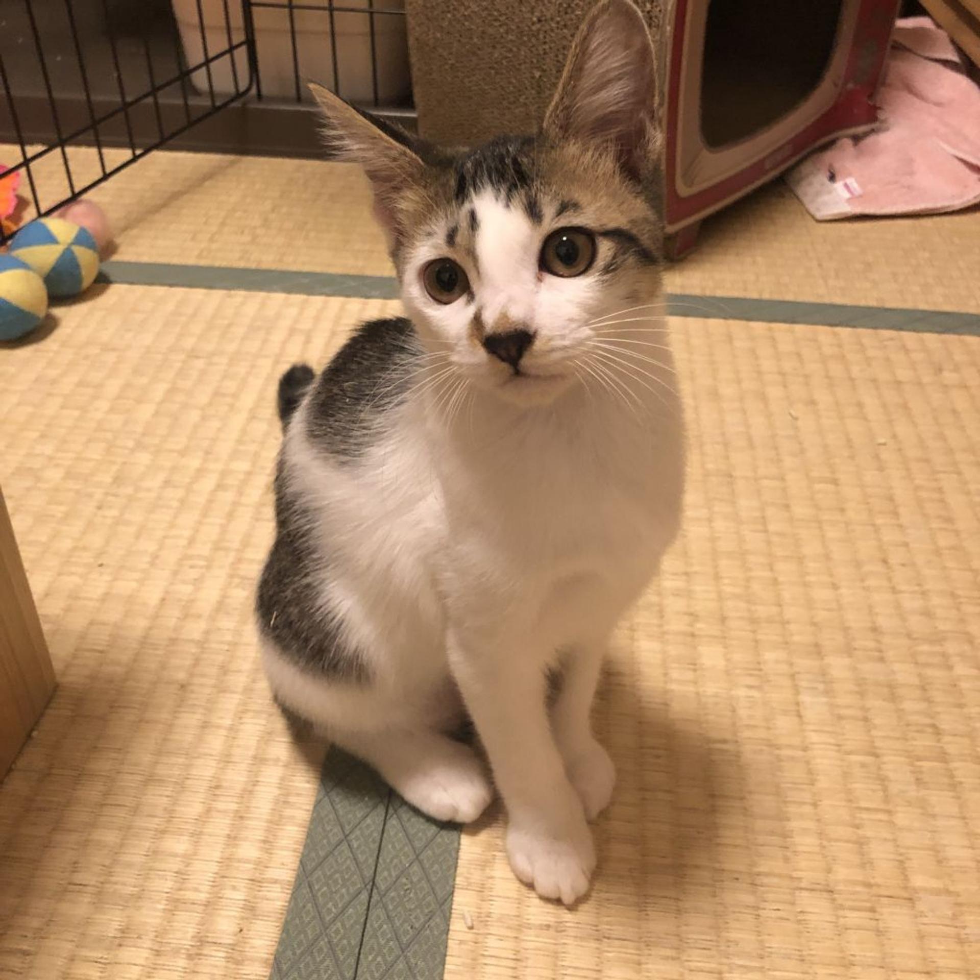 pet-image-5