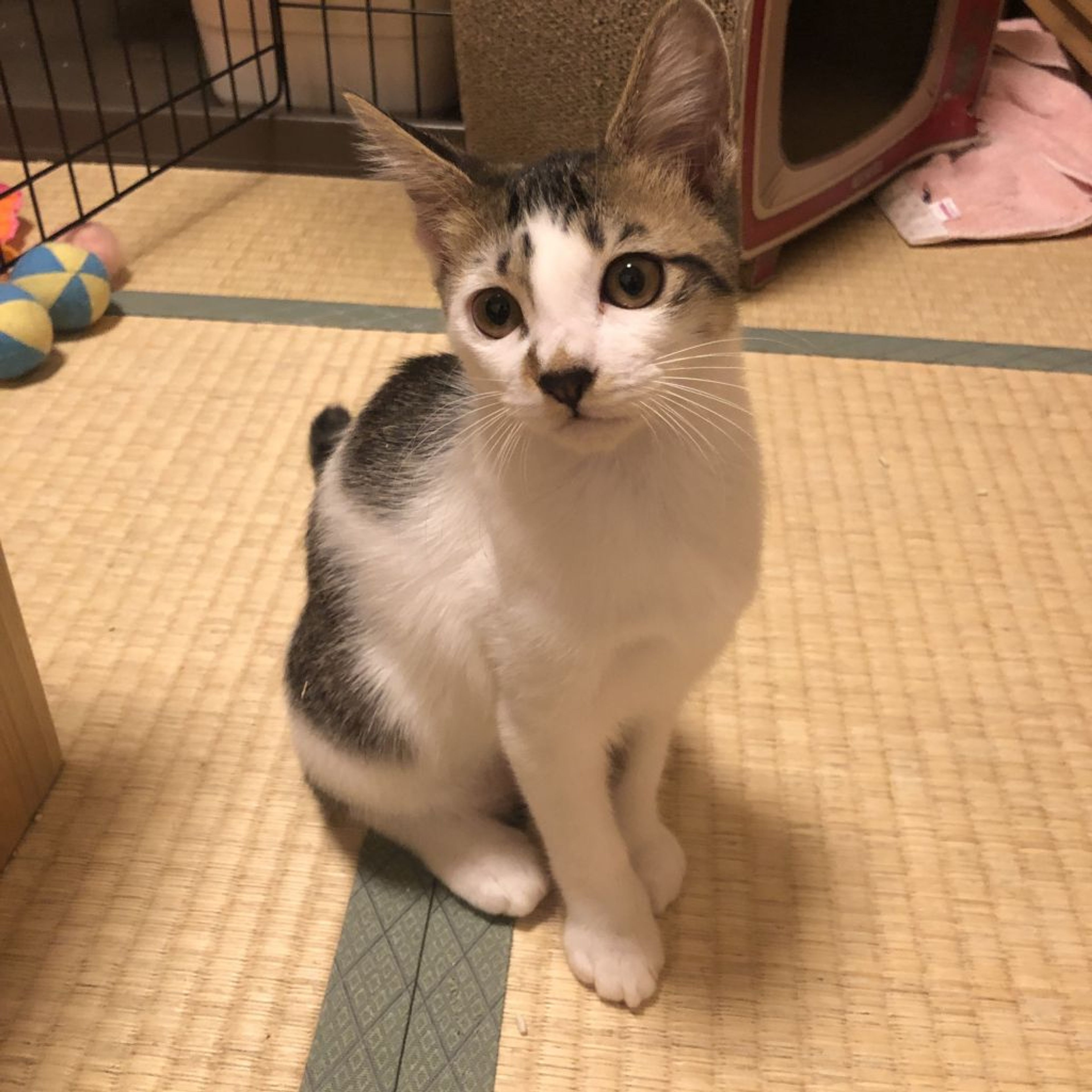 pet-image-5