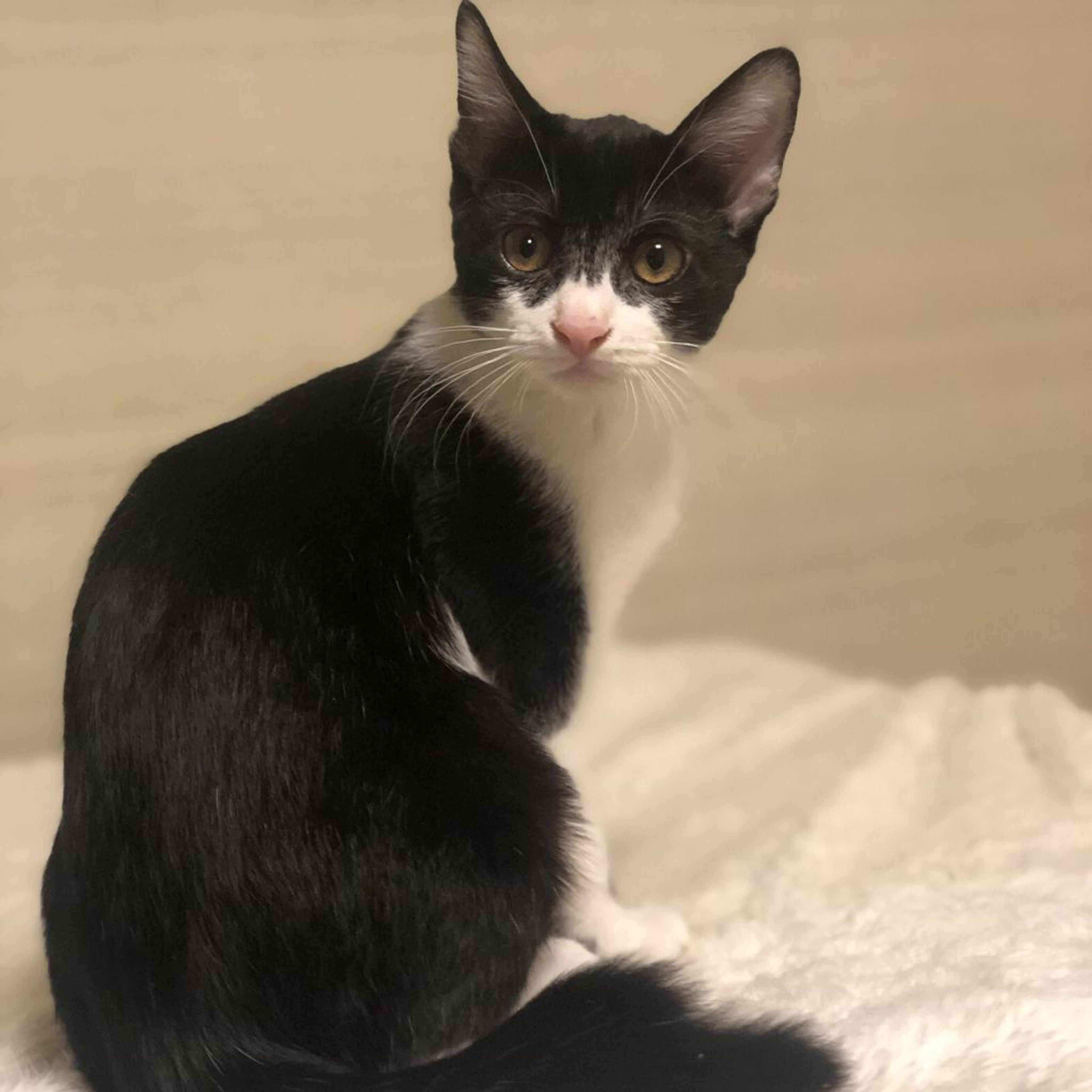 pet-image-6