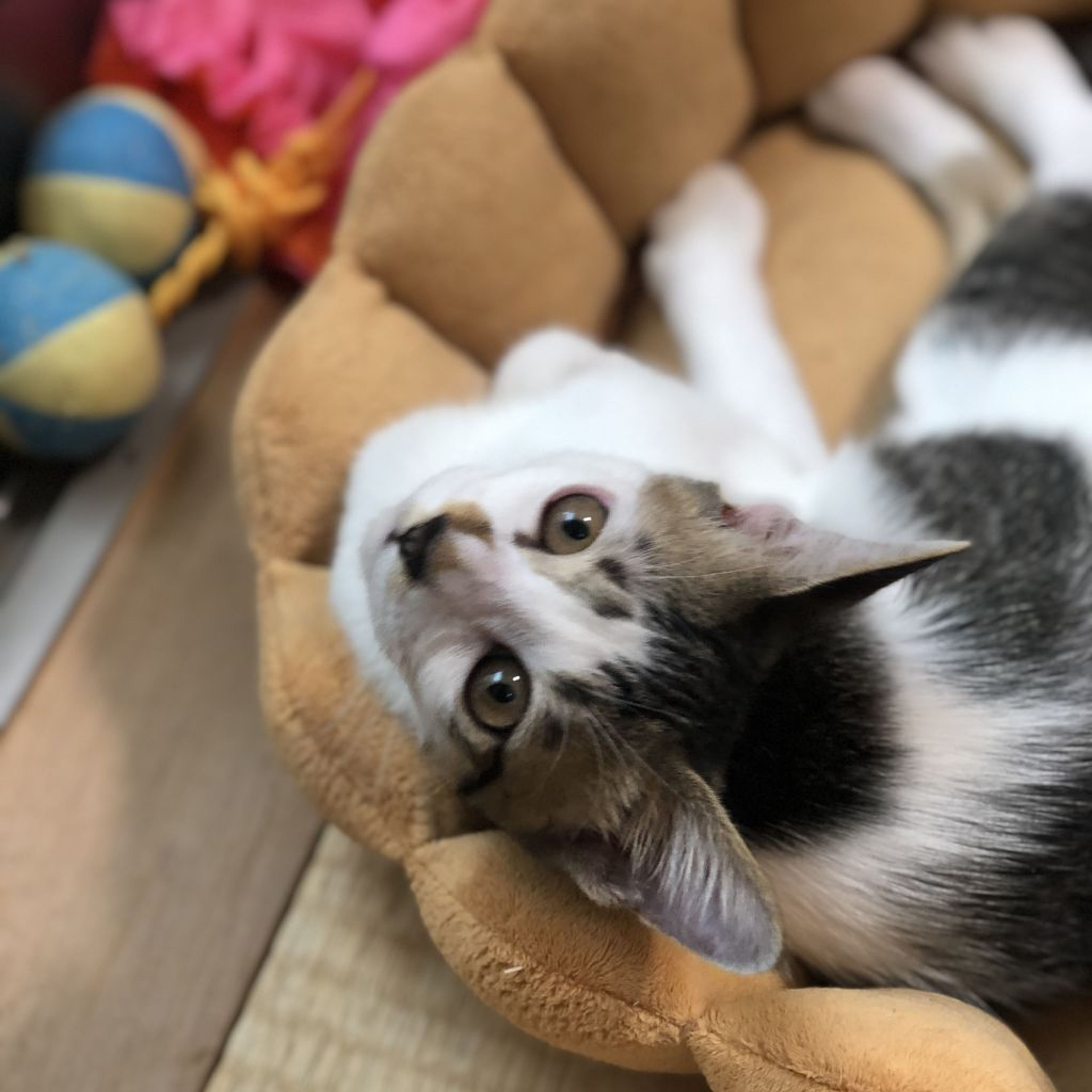 pet-image-7