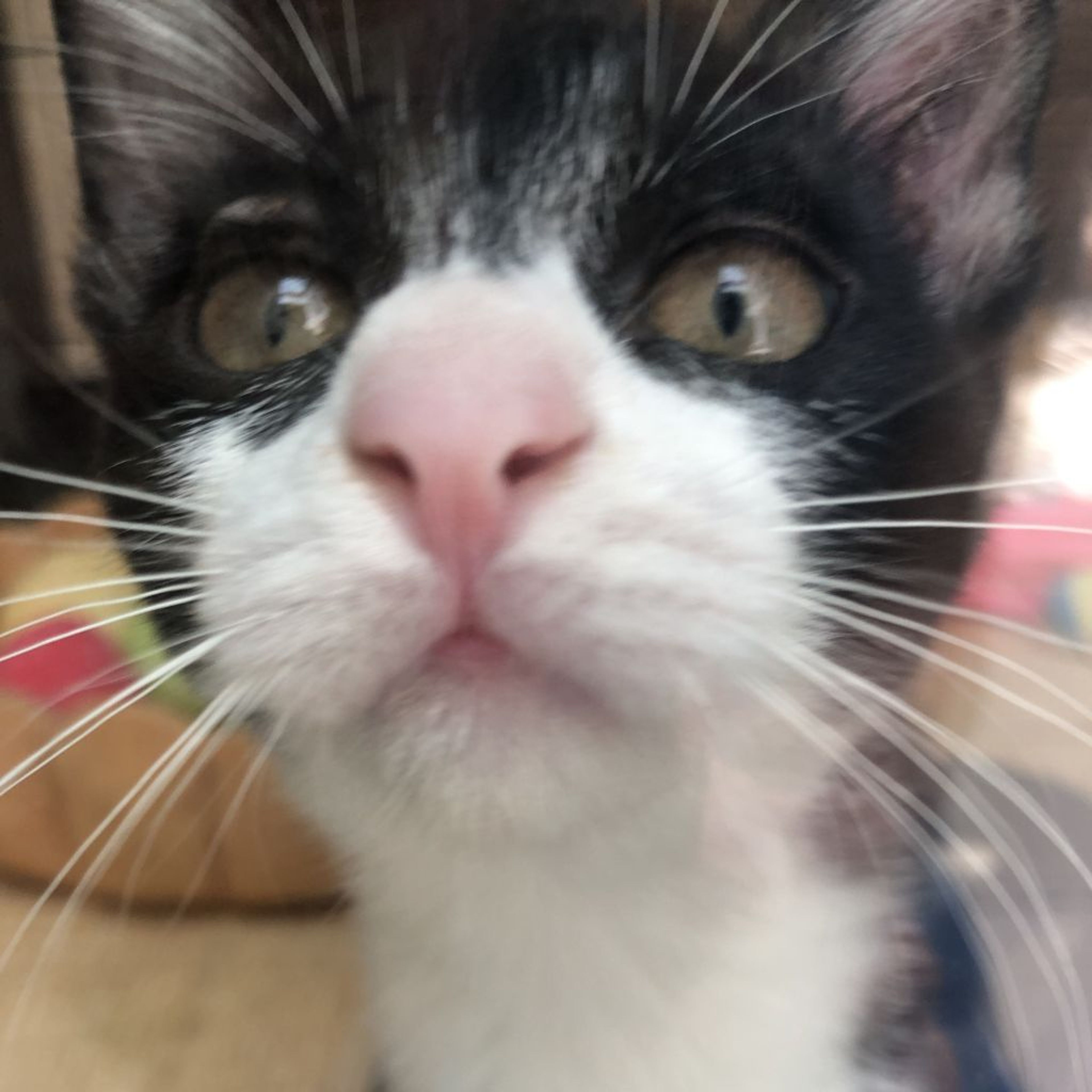 pet-image-8
