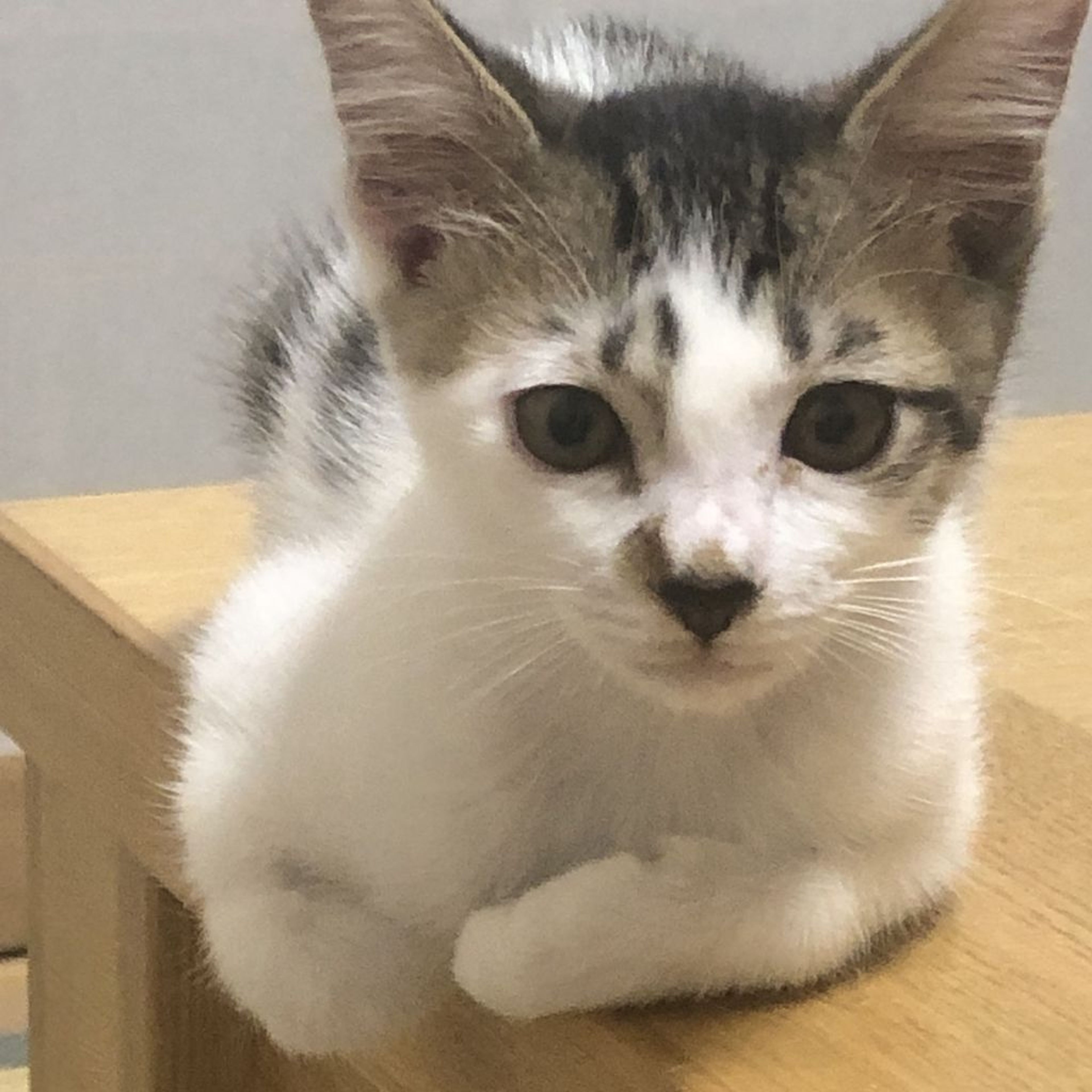 pet-image-9