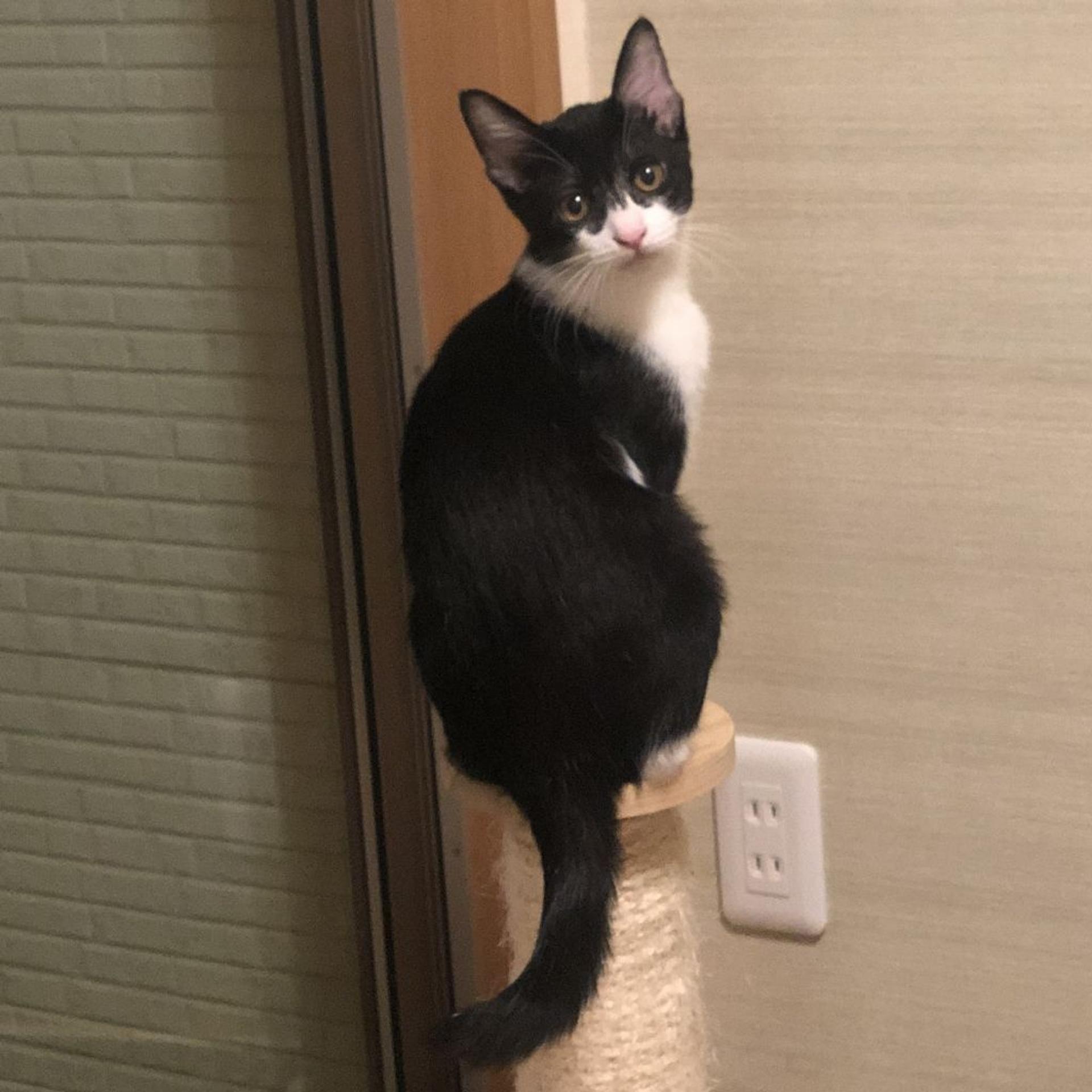 pet-image-10
