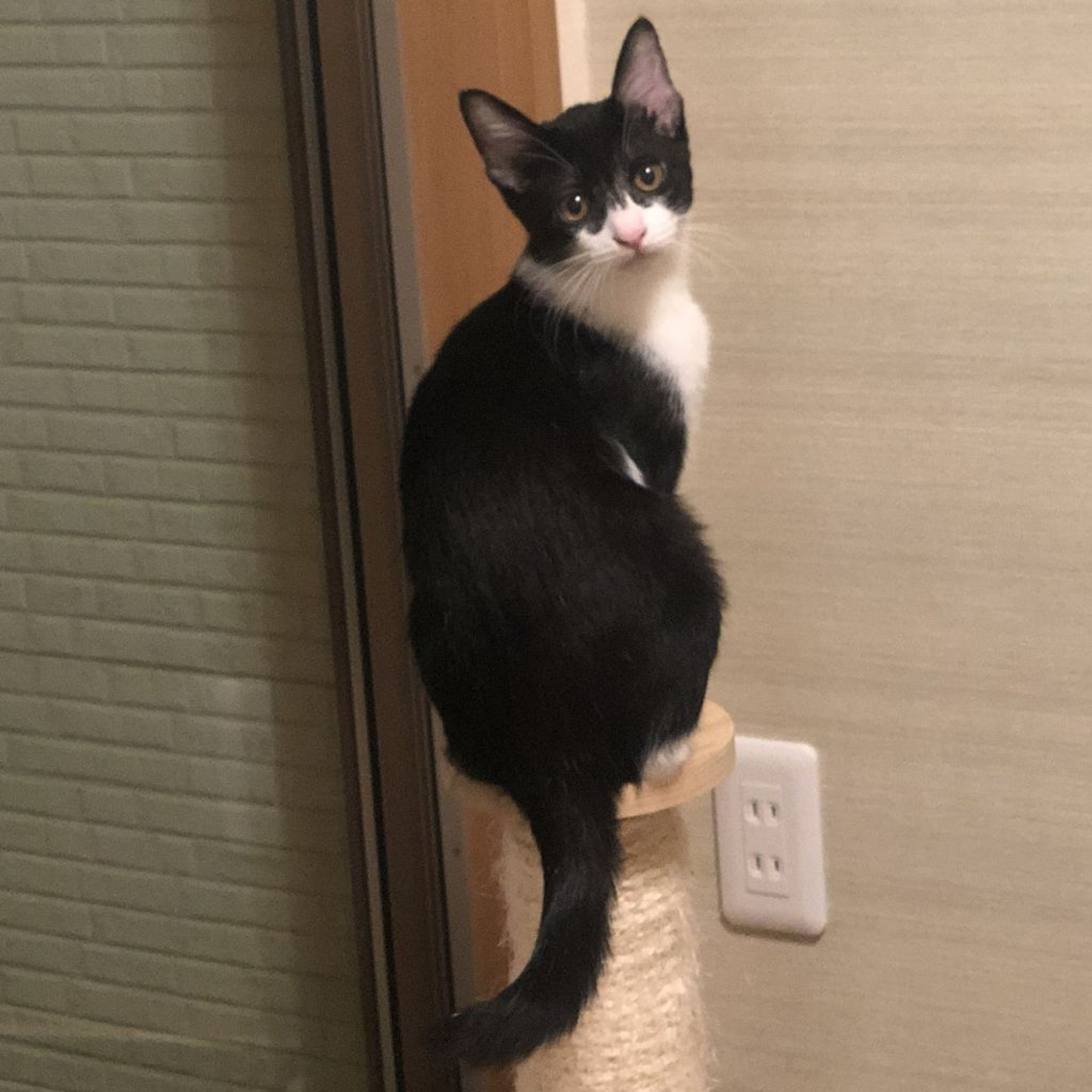 pet-image-10