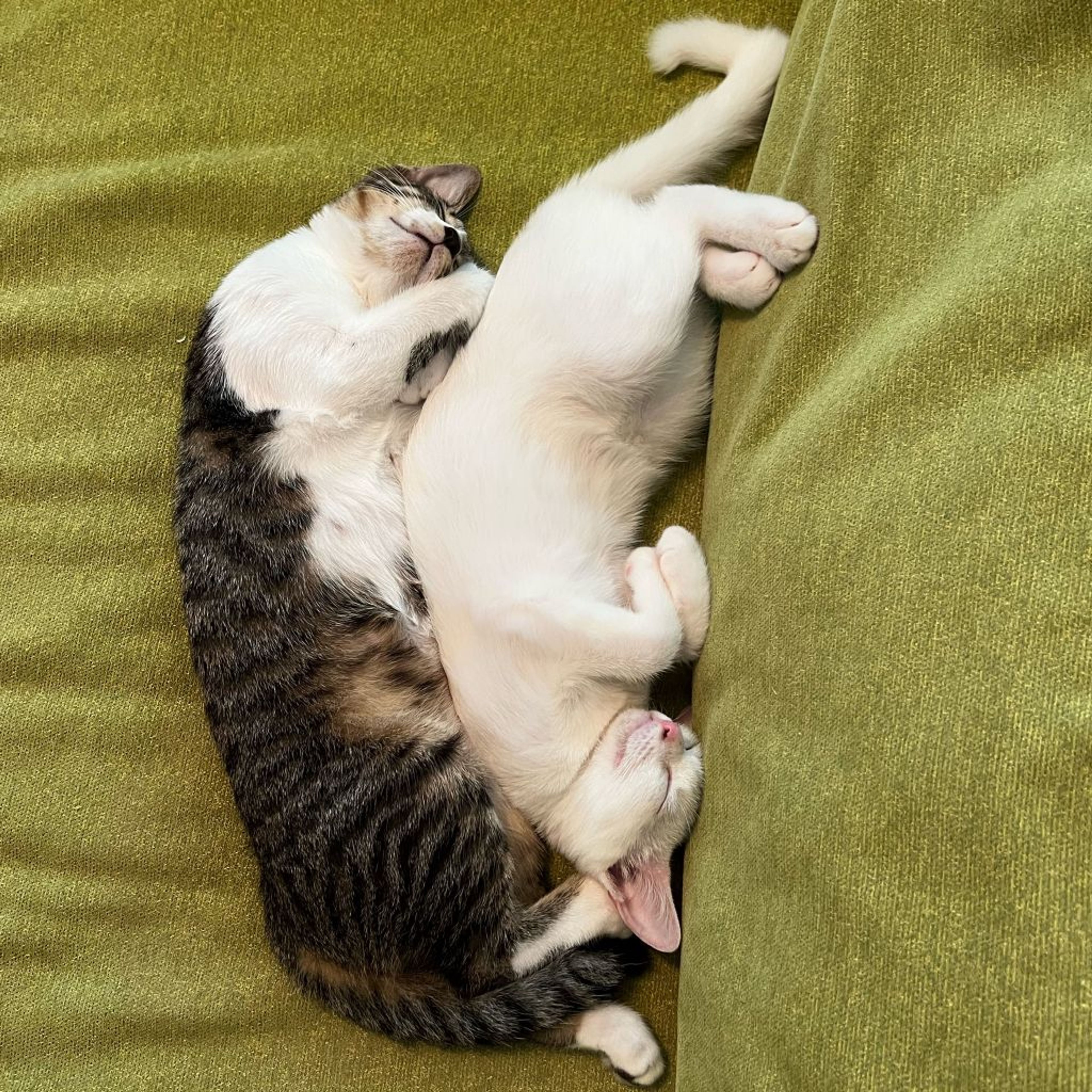 pet-image-4