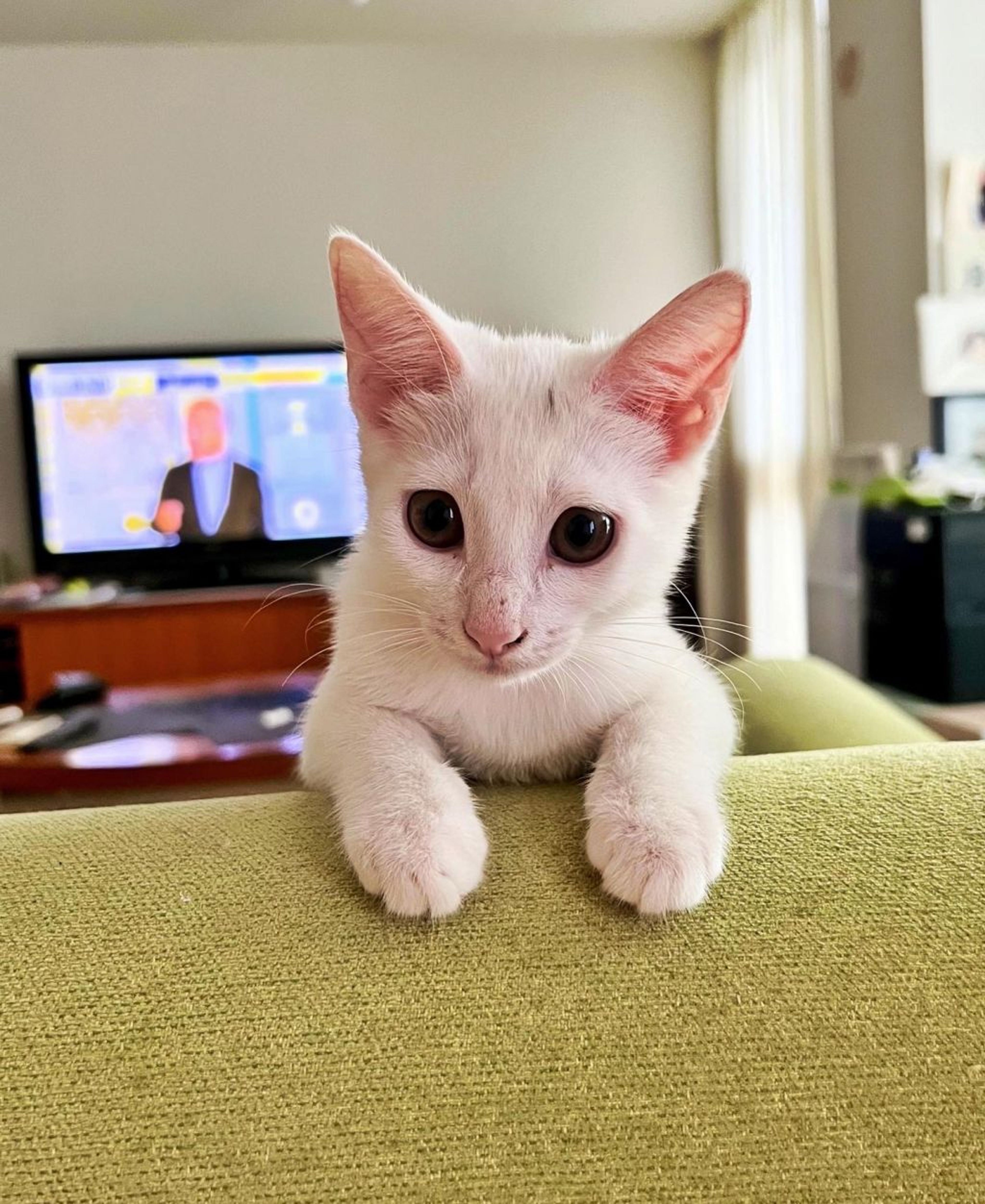 pet-image-5