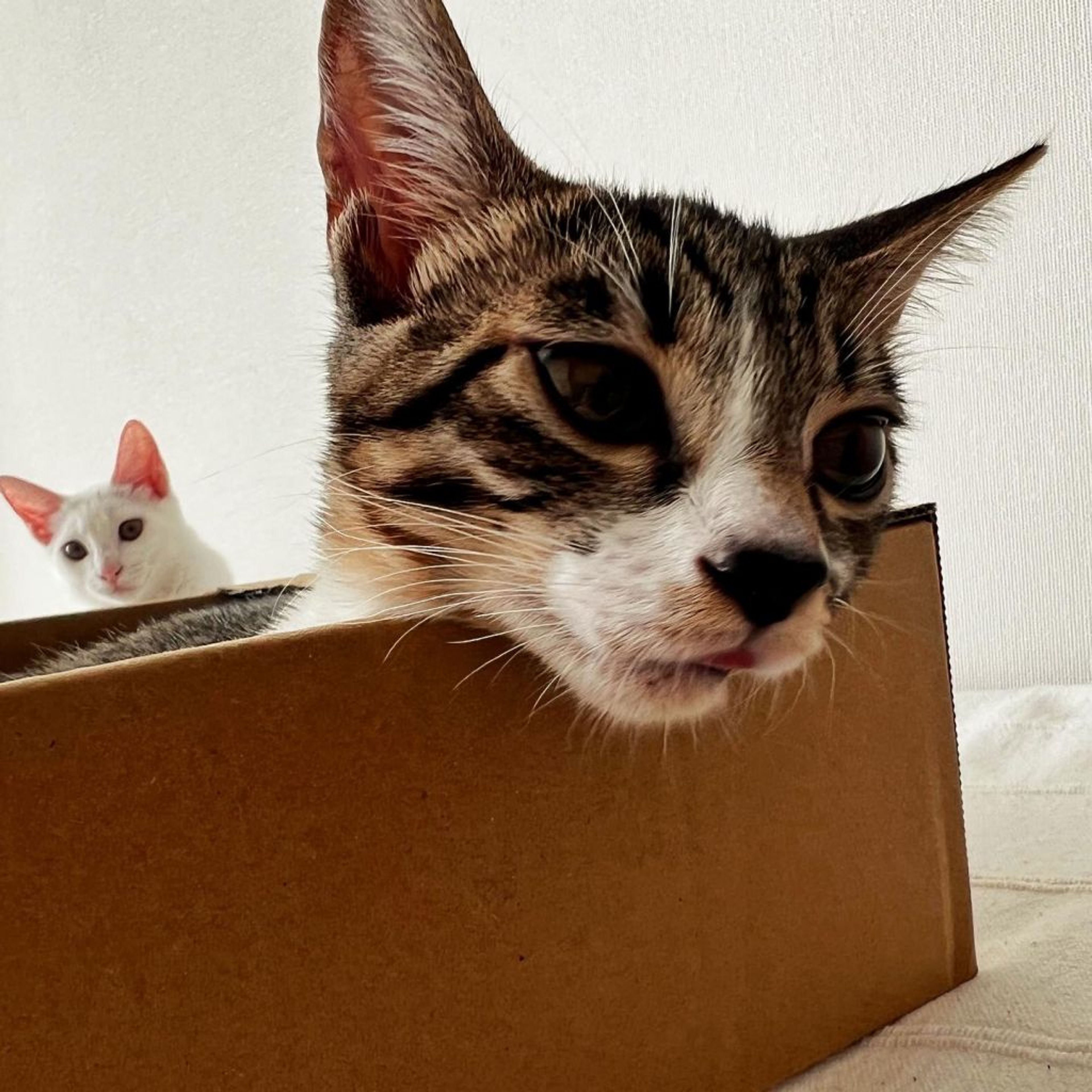 pet-image-6