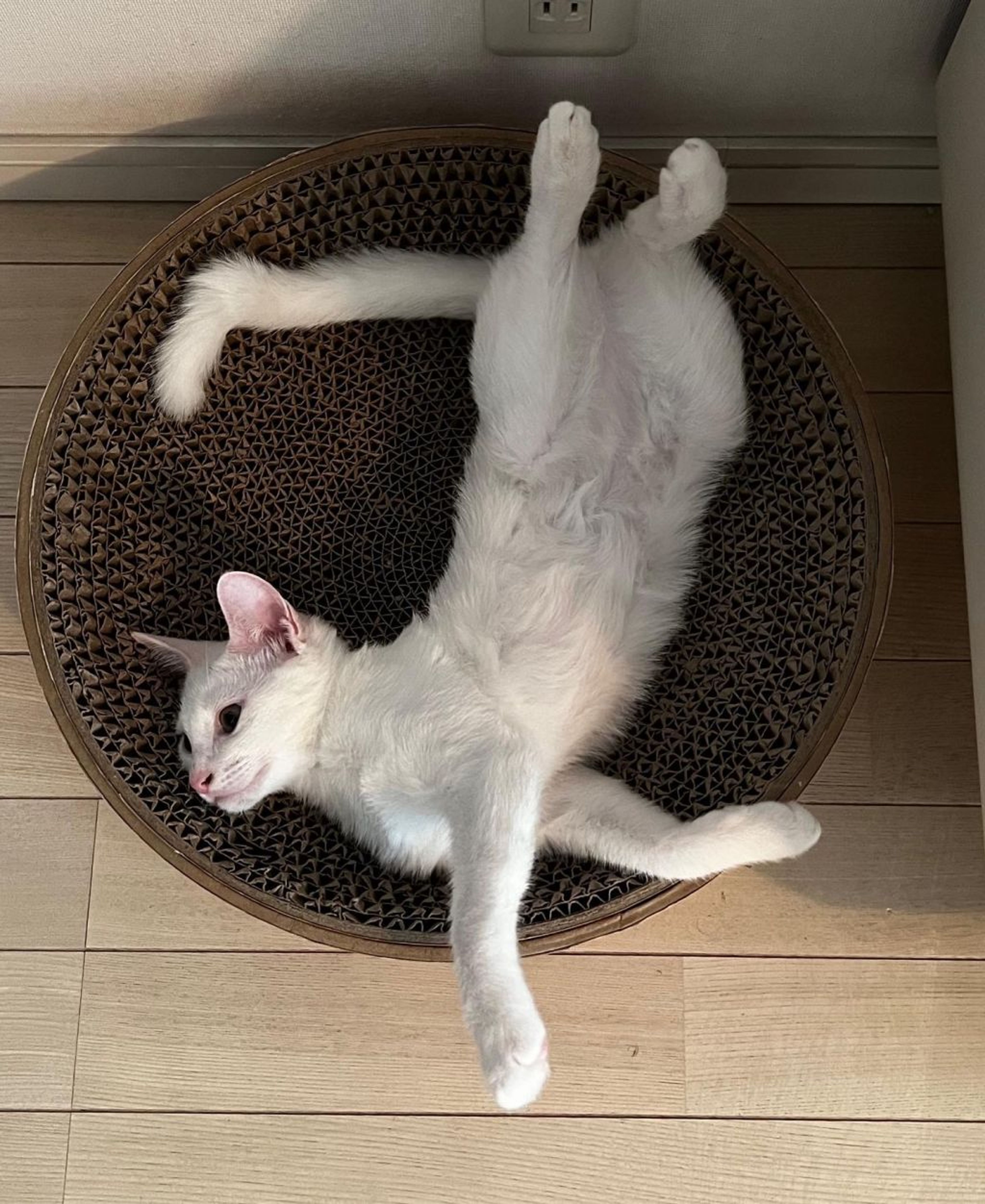 pet-image-7