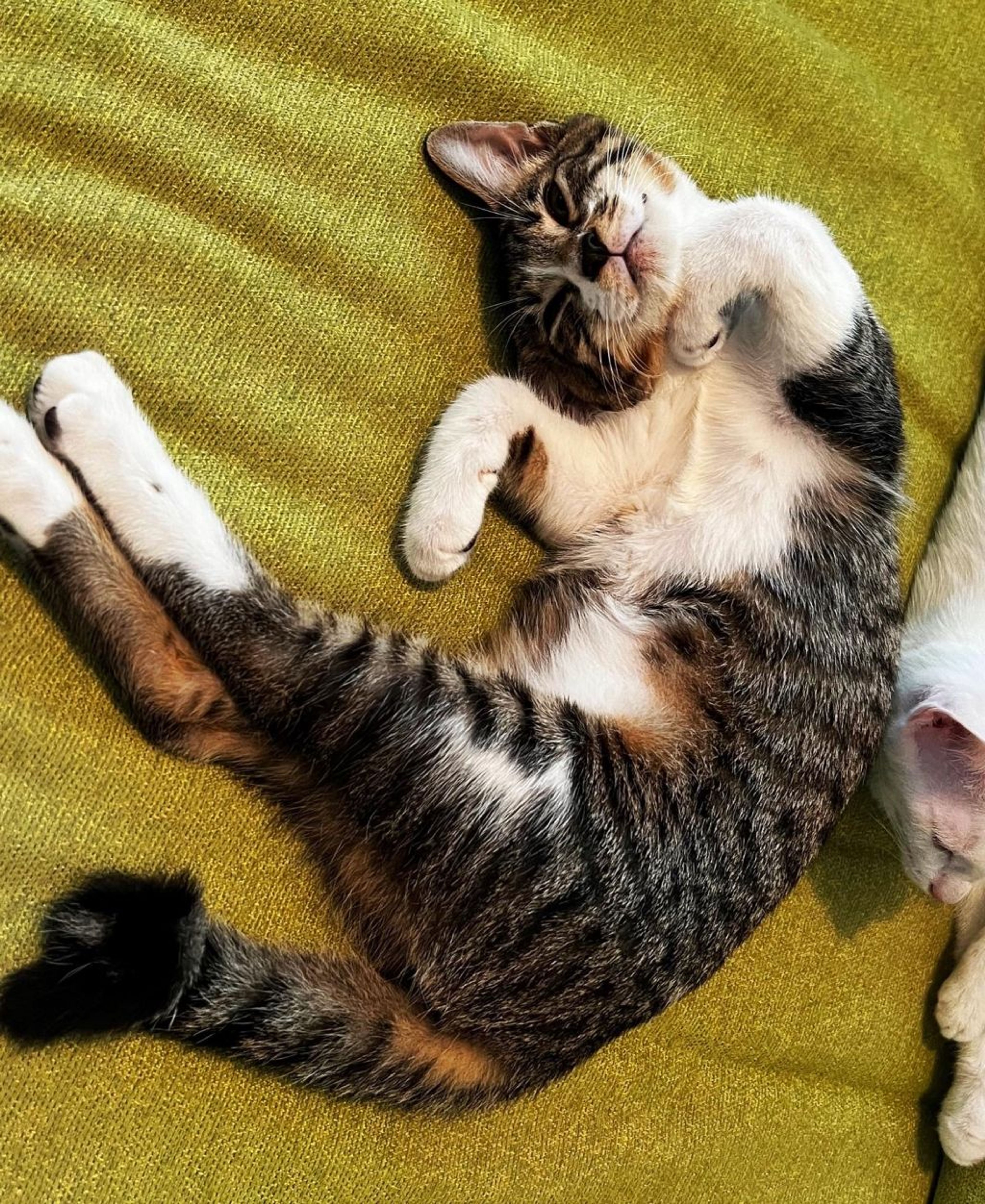 pet-image-8