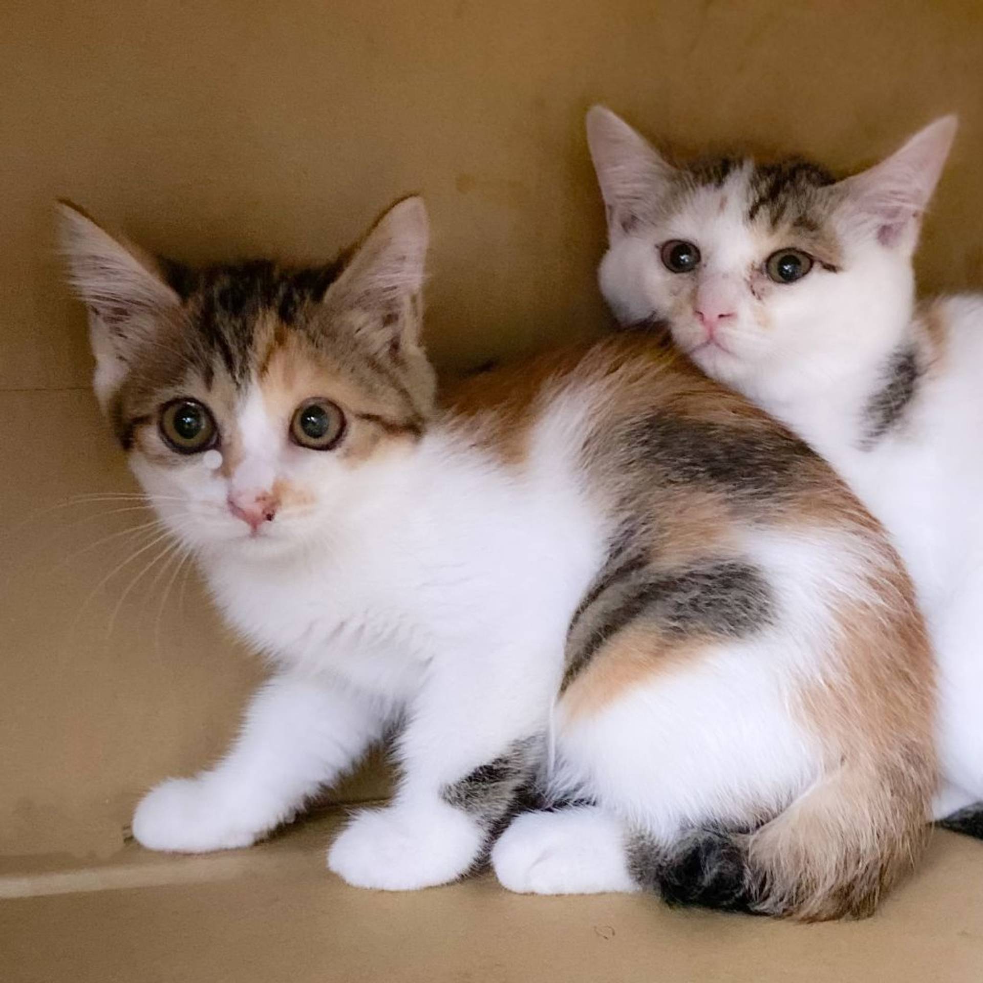 雑種（ミックス猫）・メスの里親募集の写真