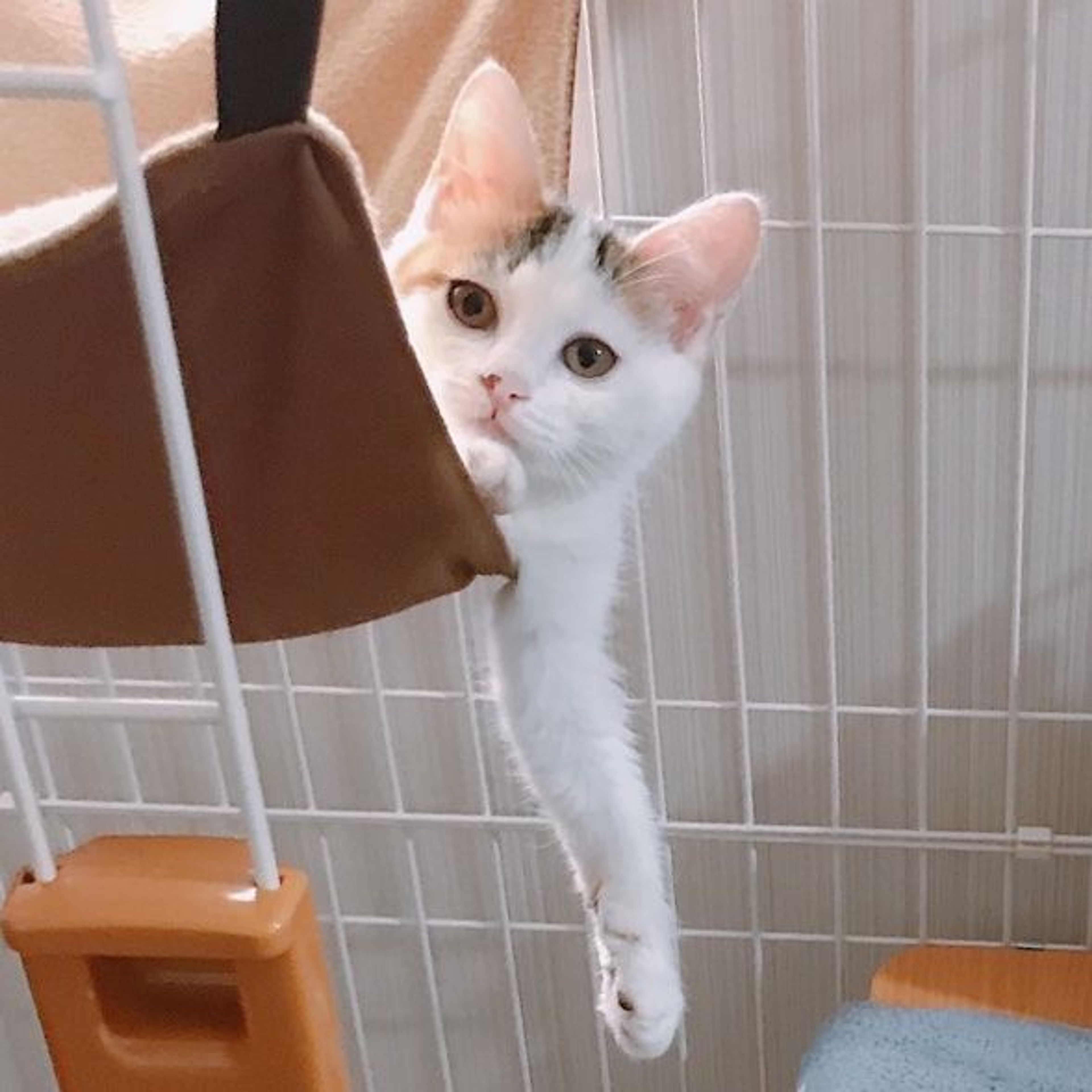 雑種（ミックス猫）・メスの里親募集の写真