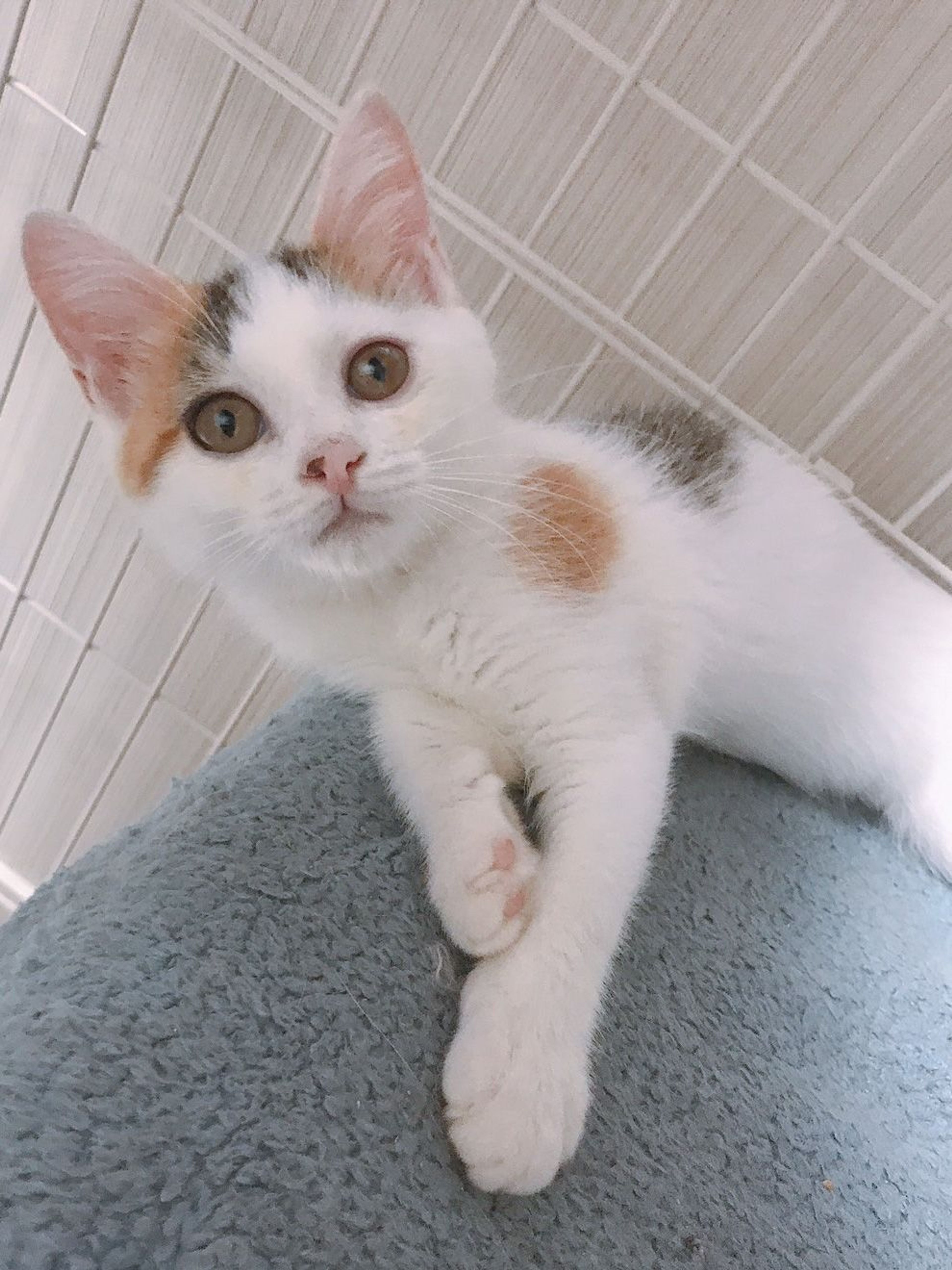 pet-image-4