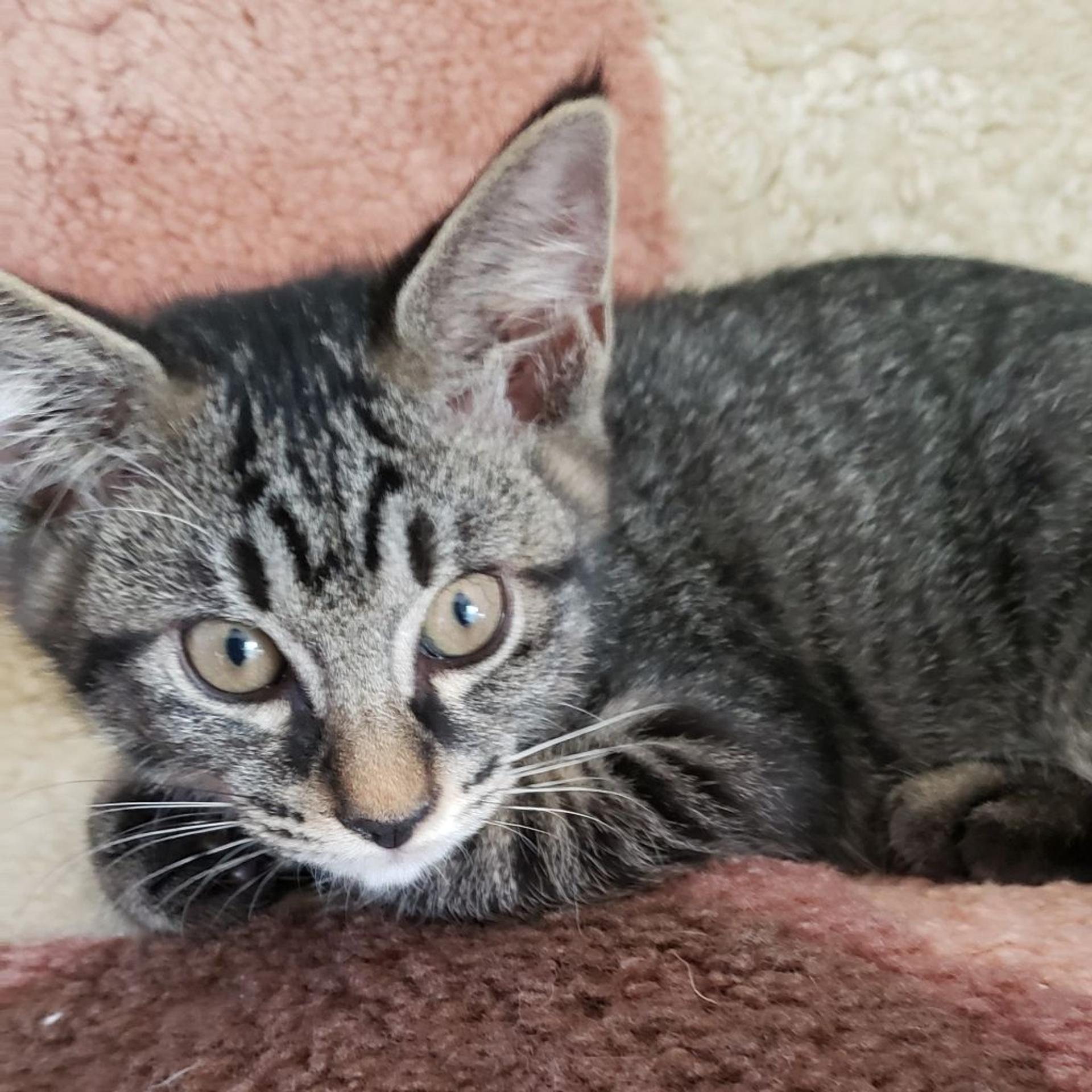 pet-image-2