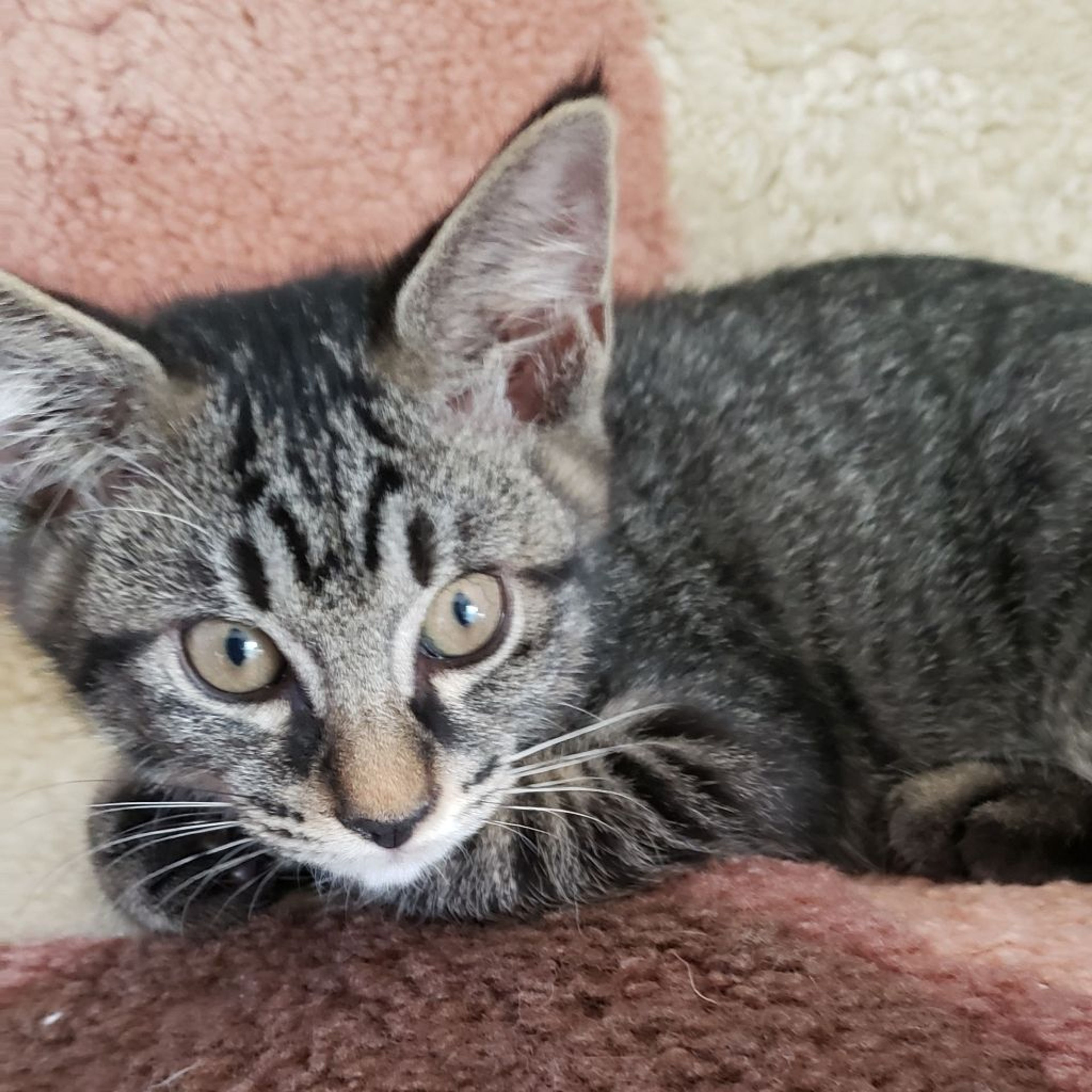 pet-image-2