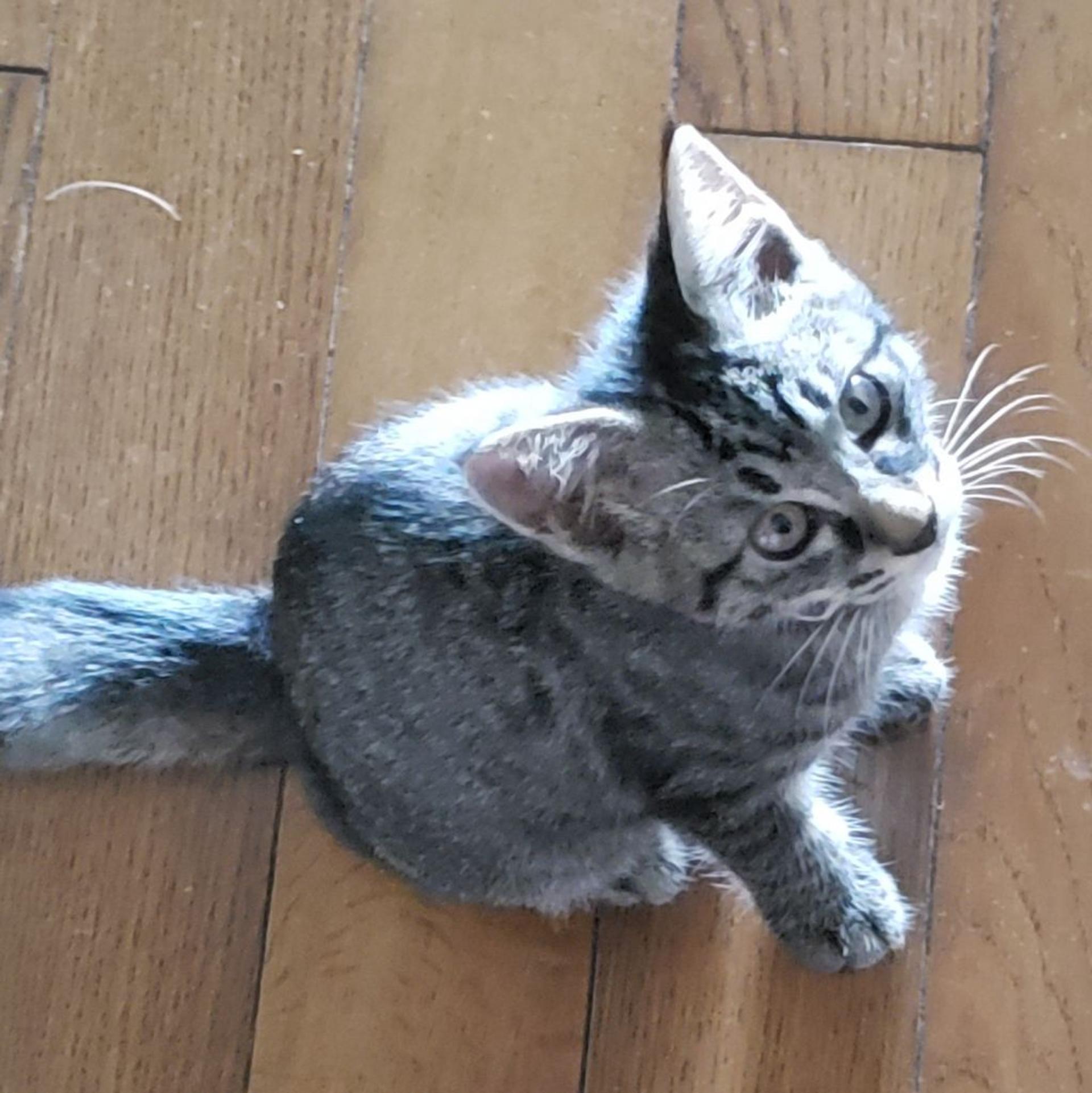 pet-image-3