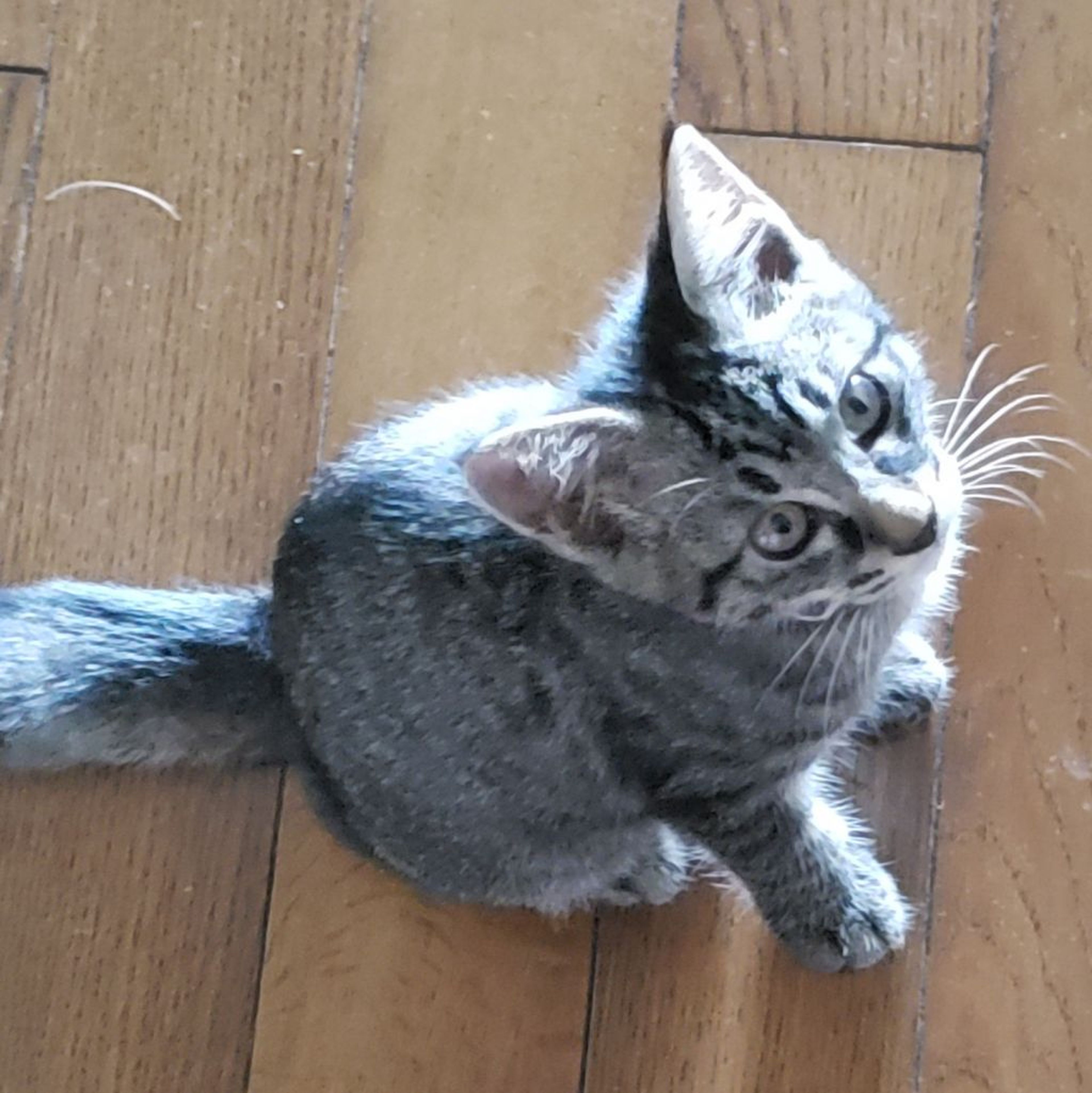 pet-image-3