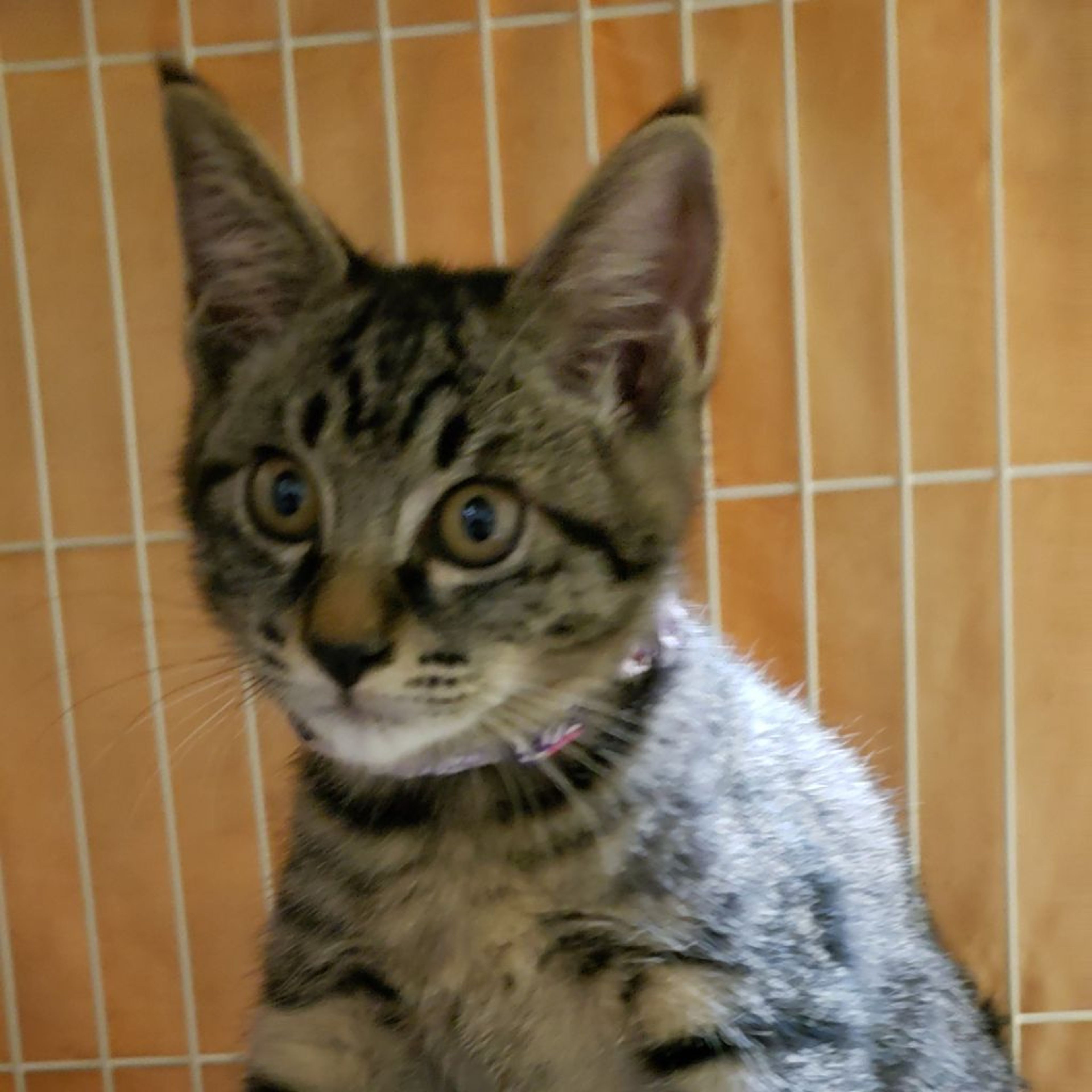 pet-image-4