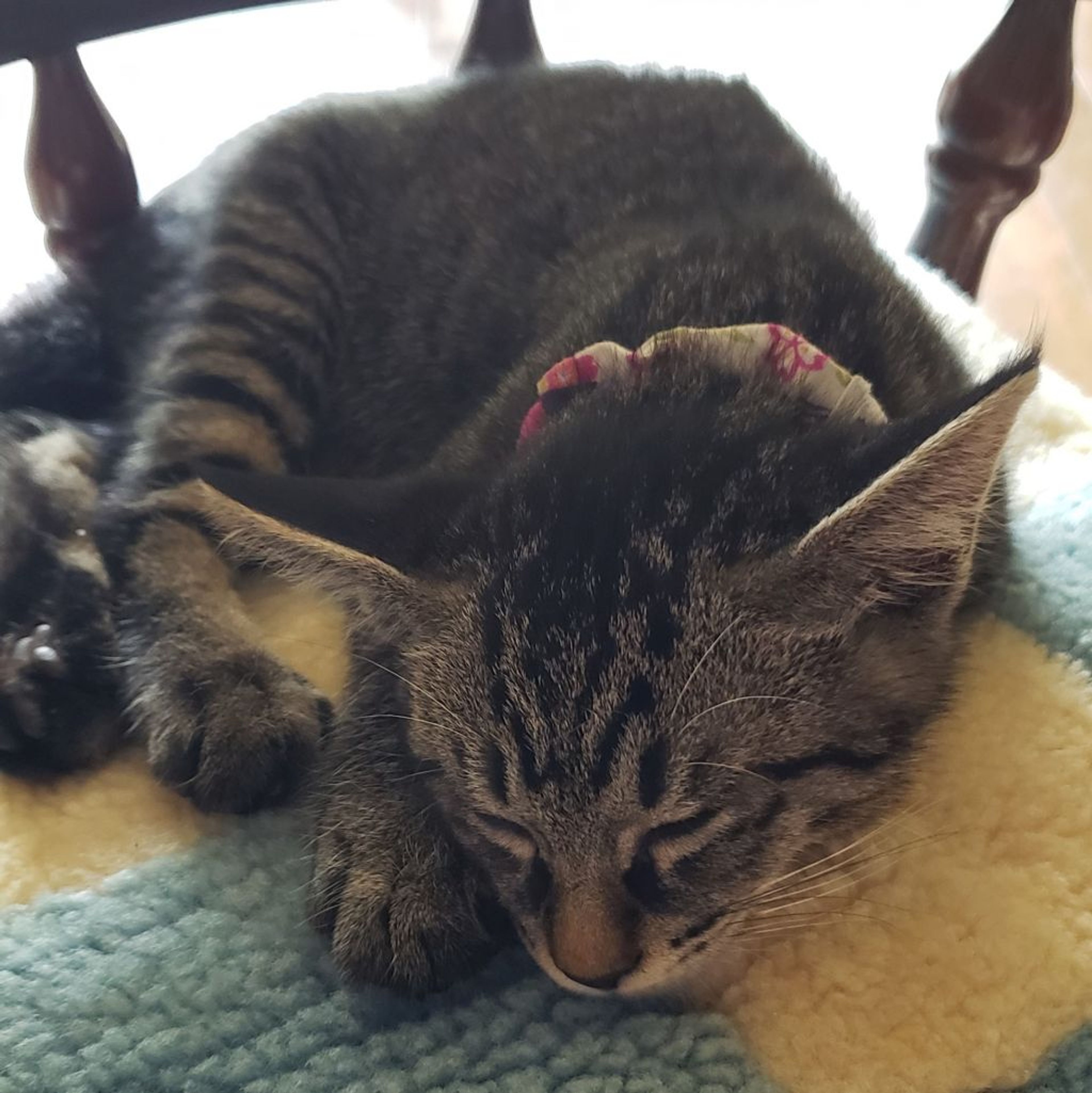 pet-image-5