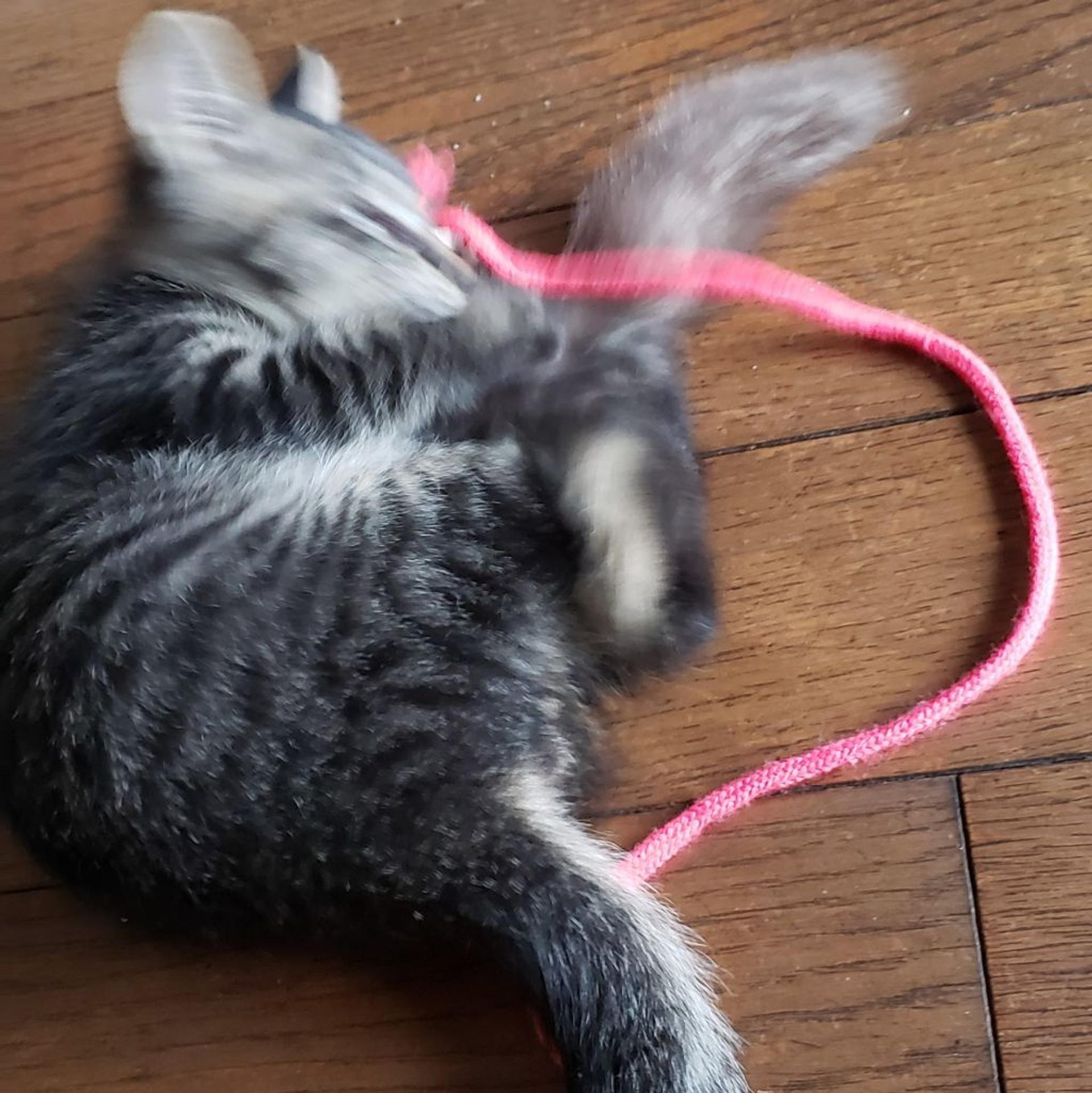 pet-image-9