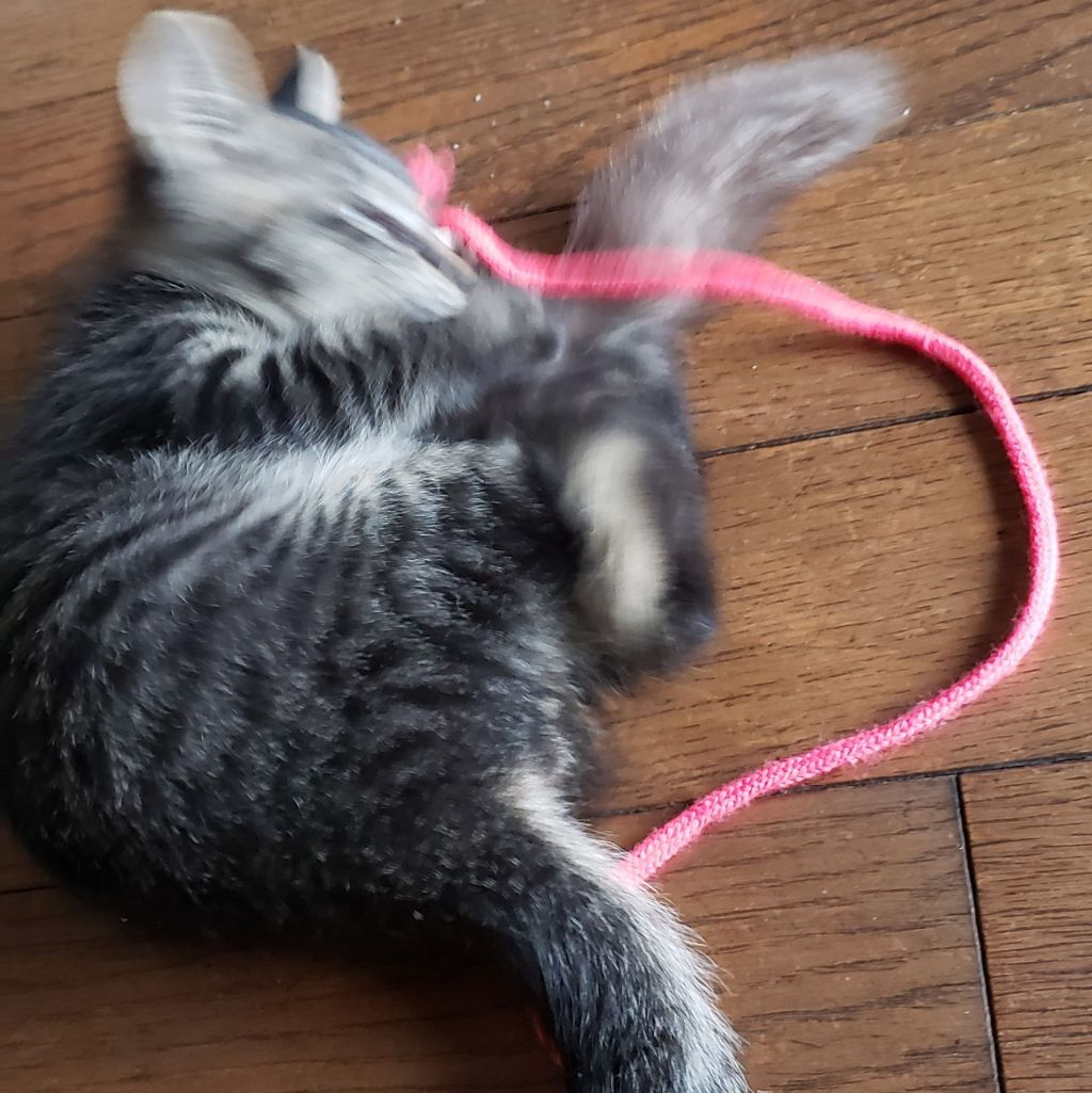 pet-image-9