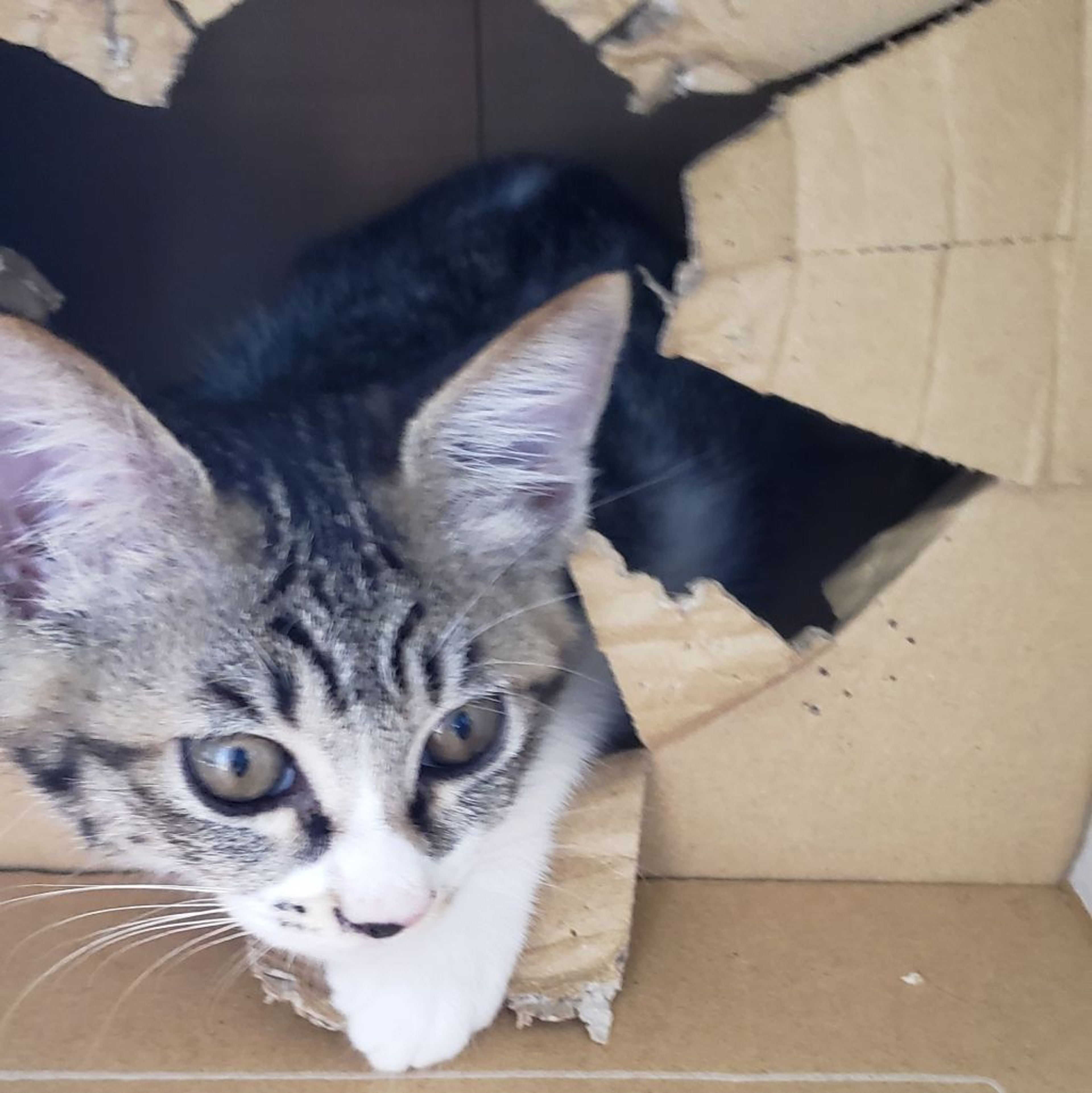 pet-image-2