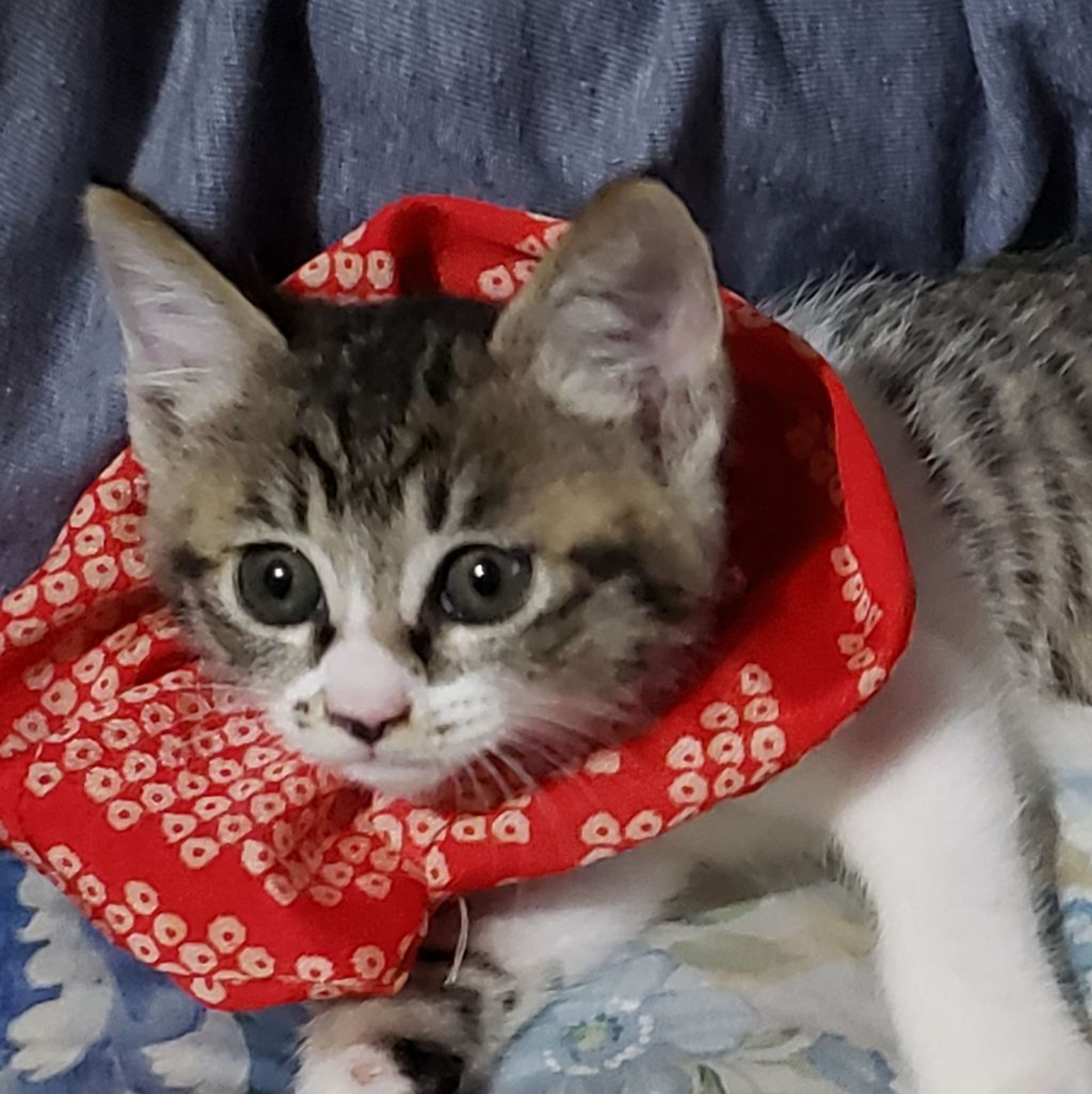 pet-image-8