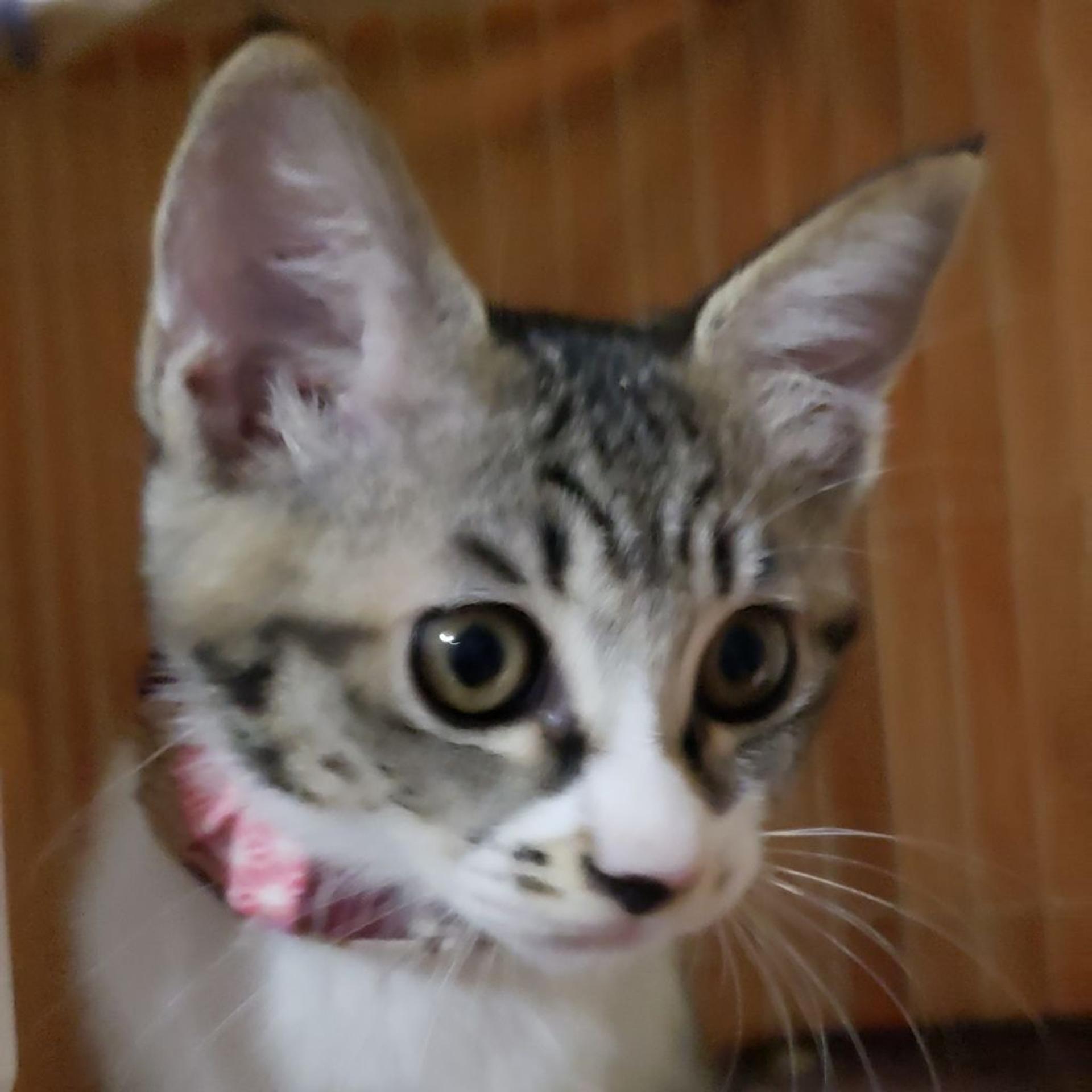 pet-image-4
