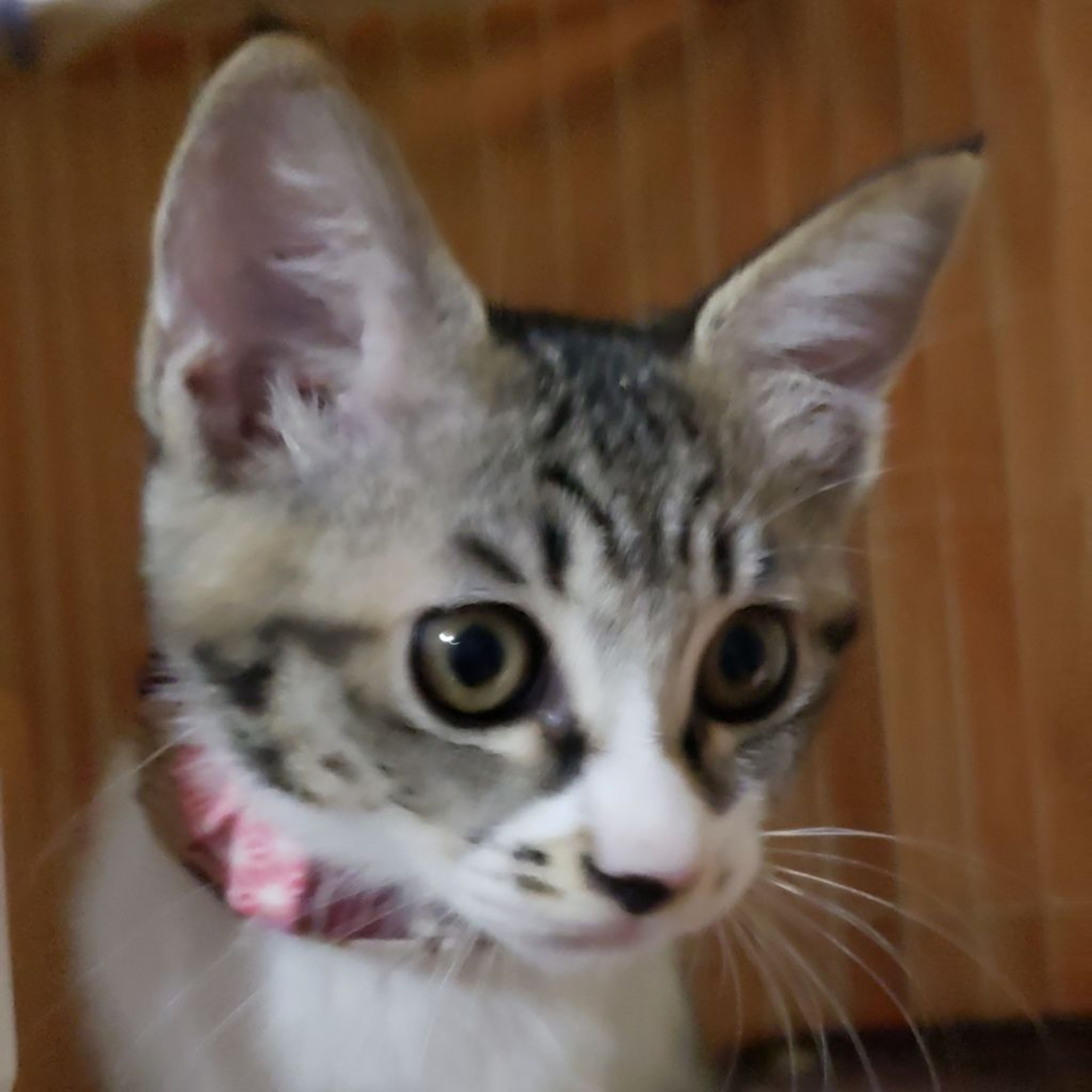 pet-image-4