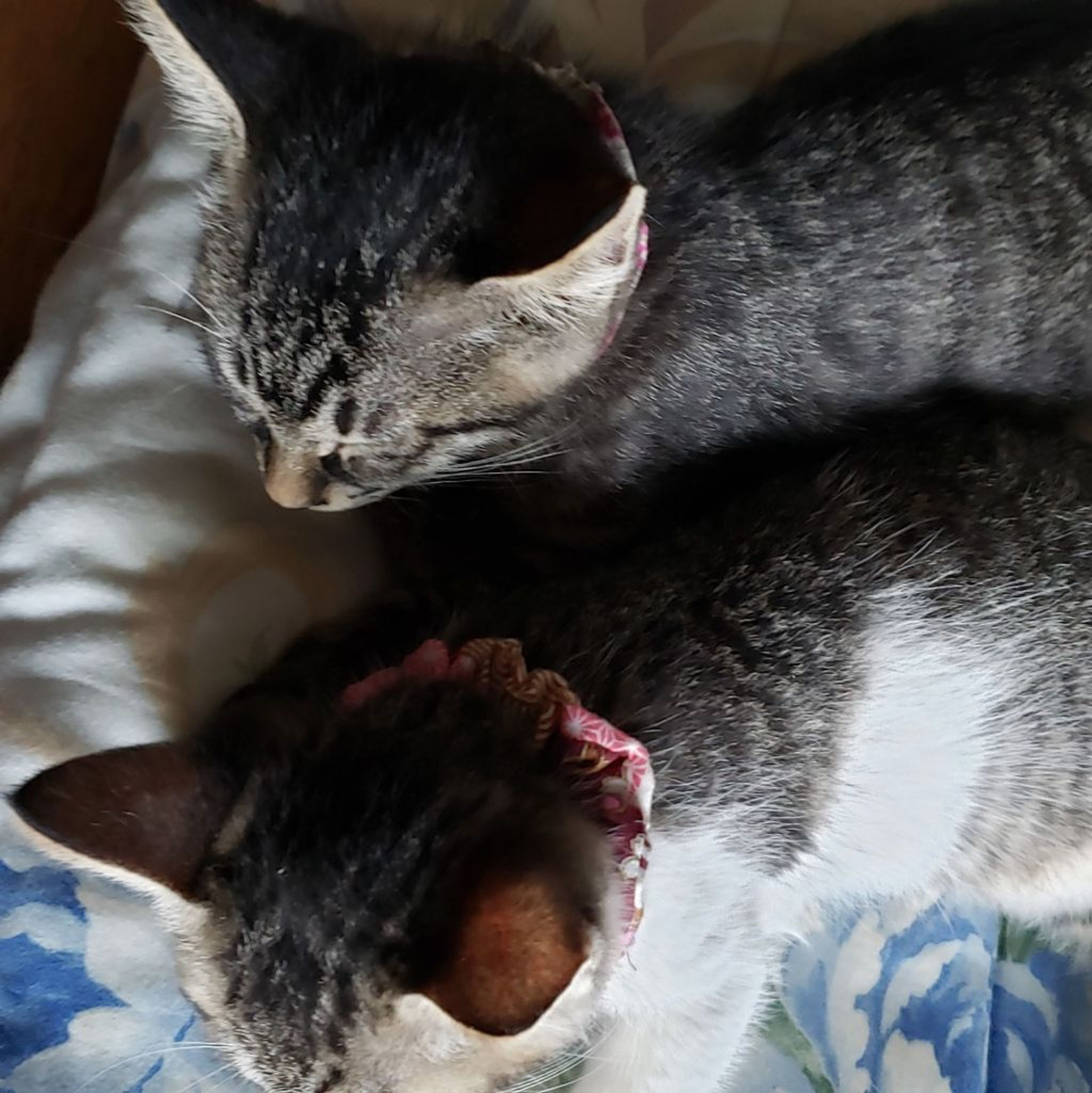 pet-image-7