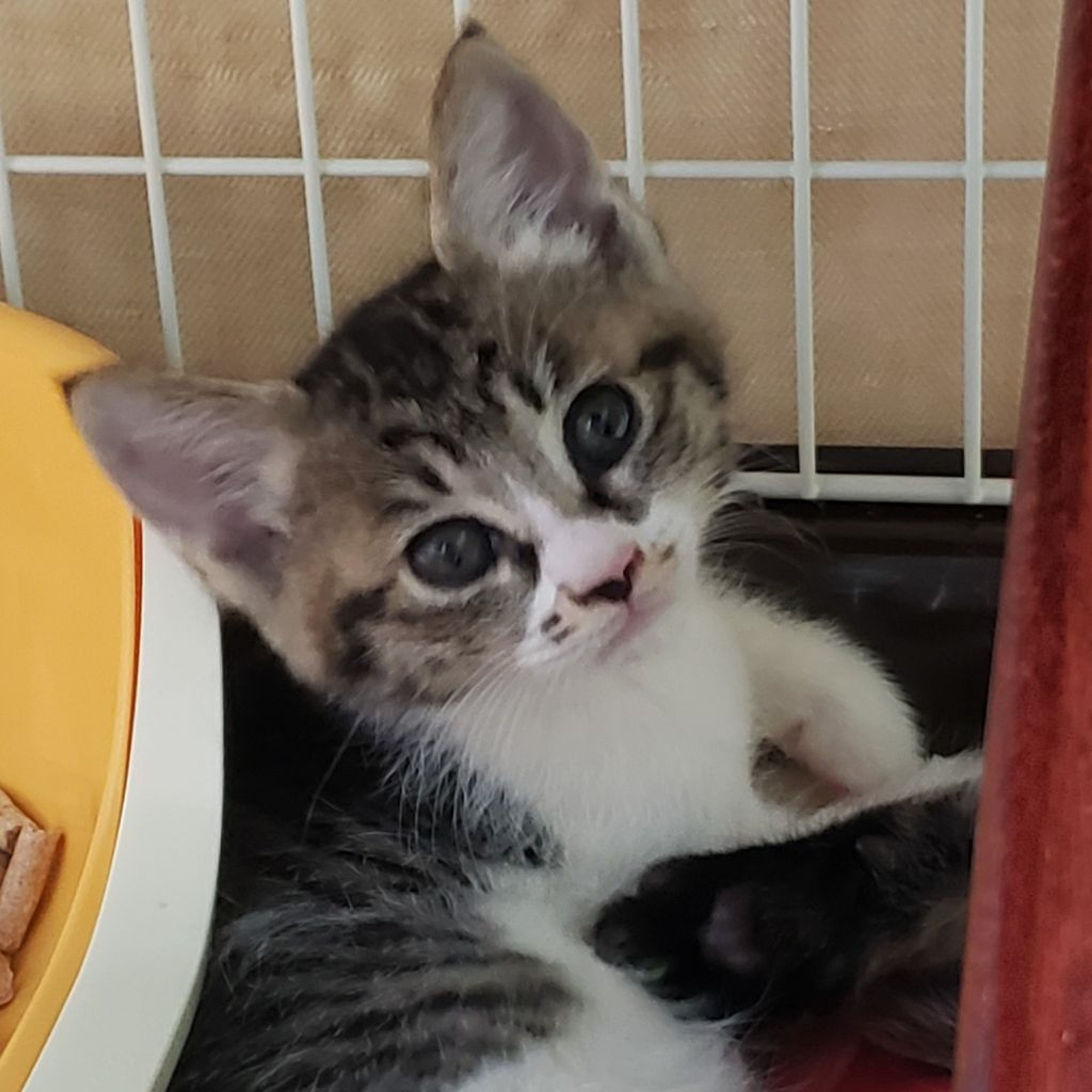 pet-image-9