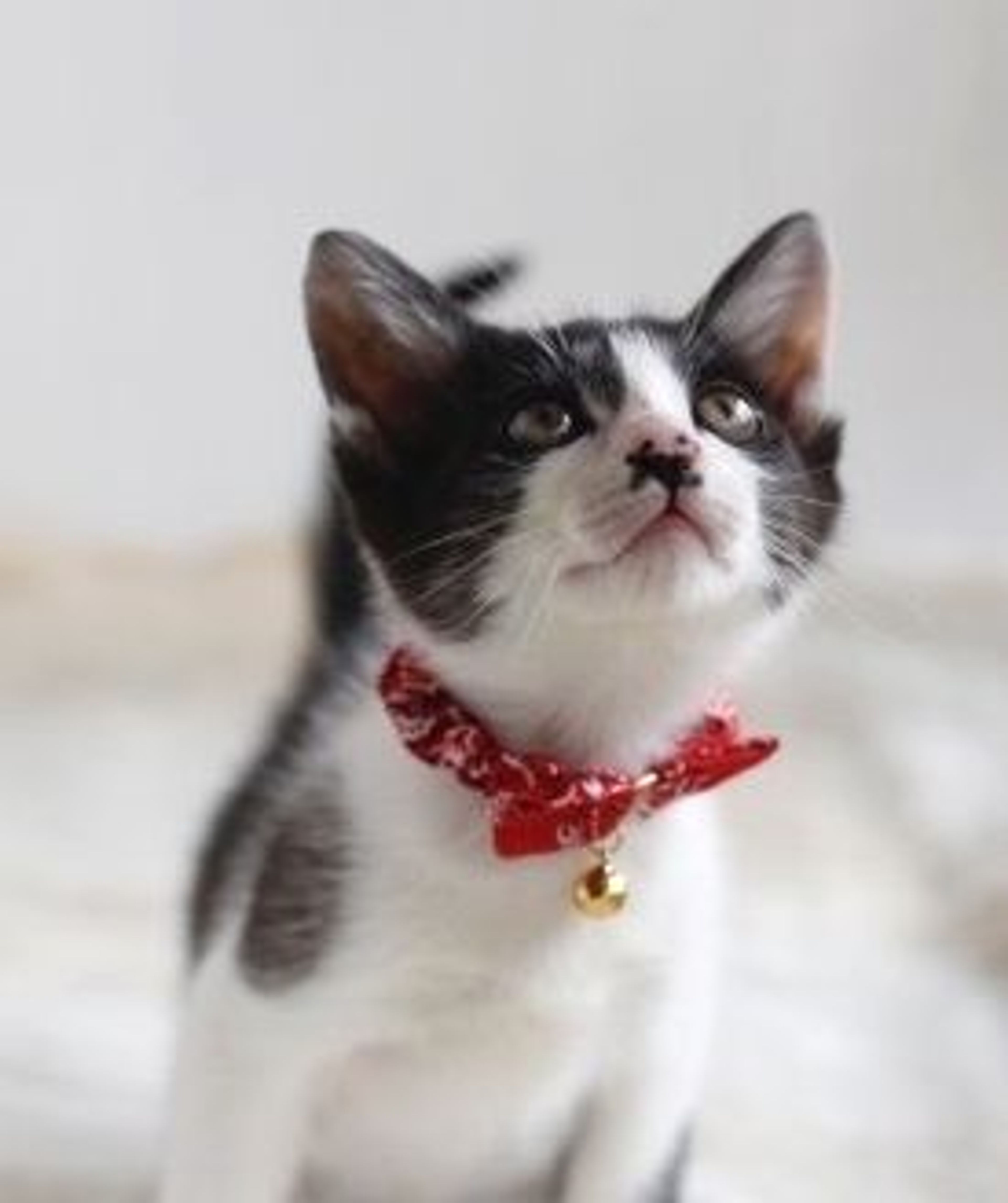 pet-image-4