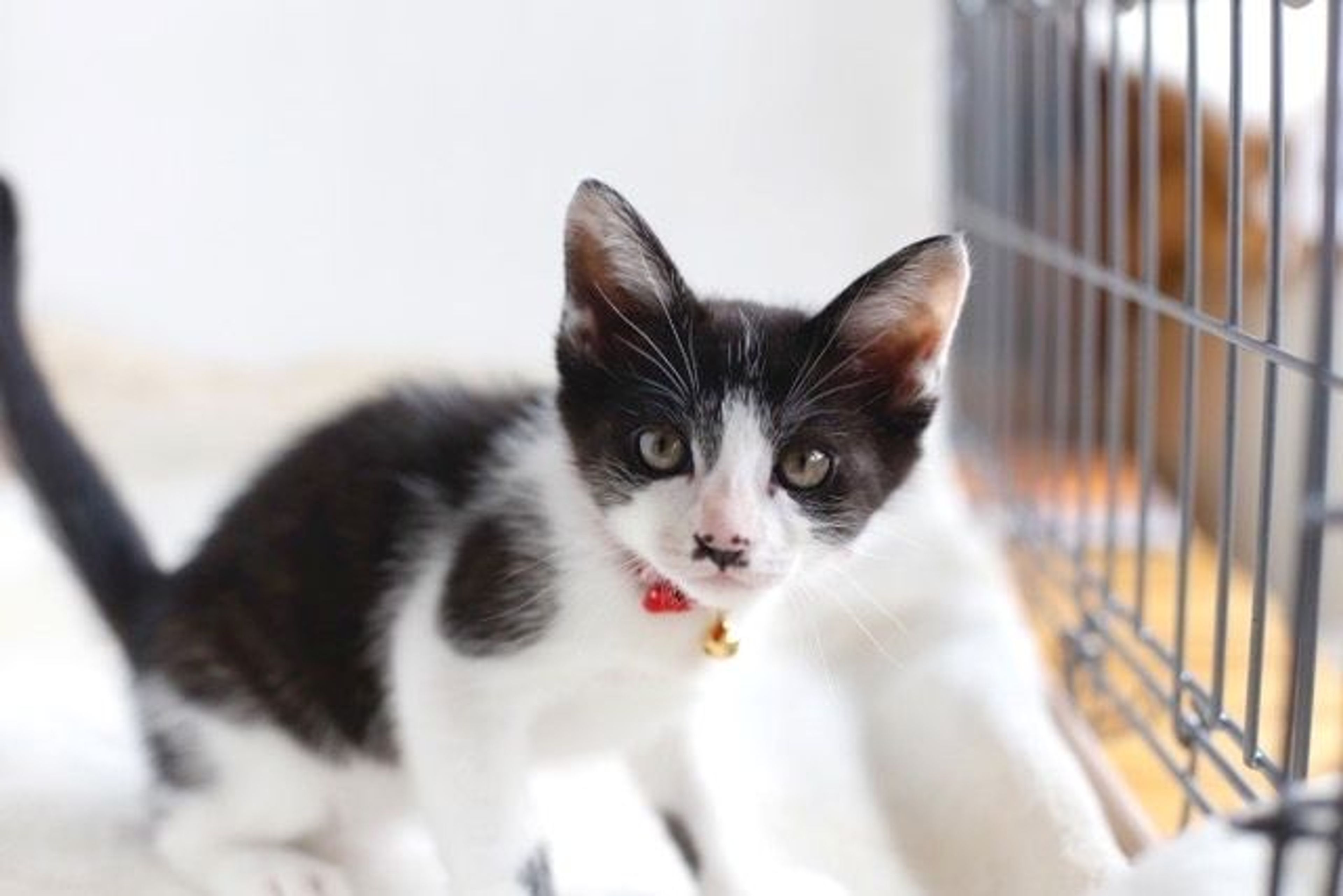 pet-image-5