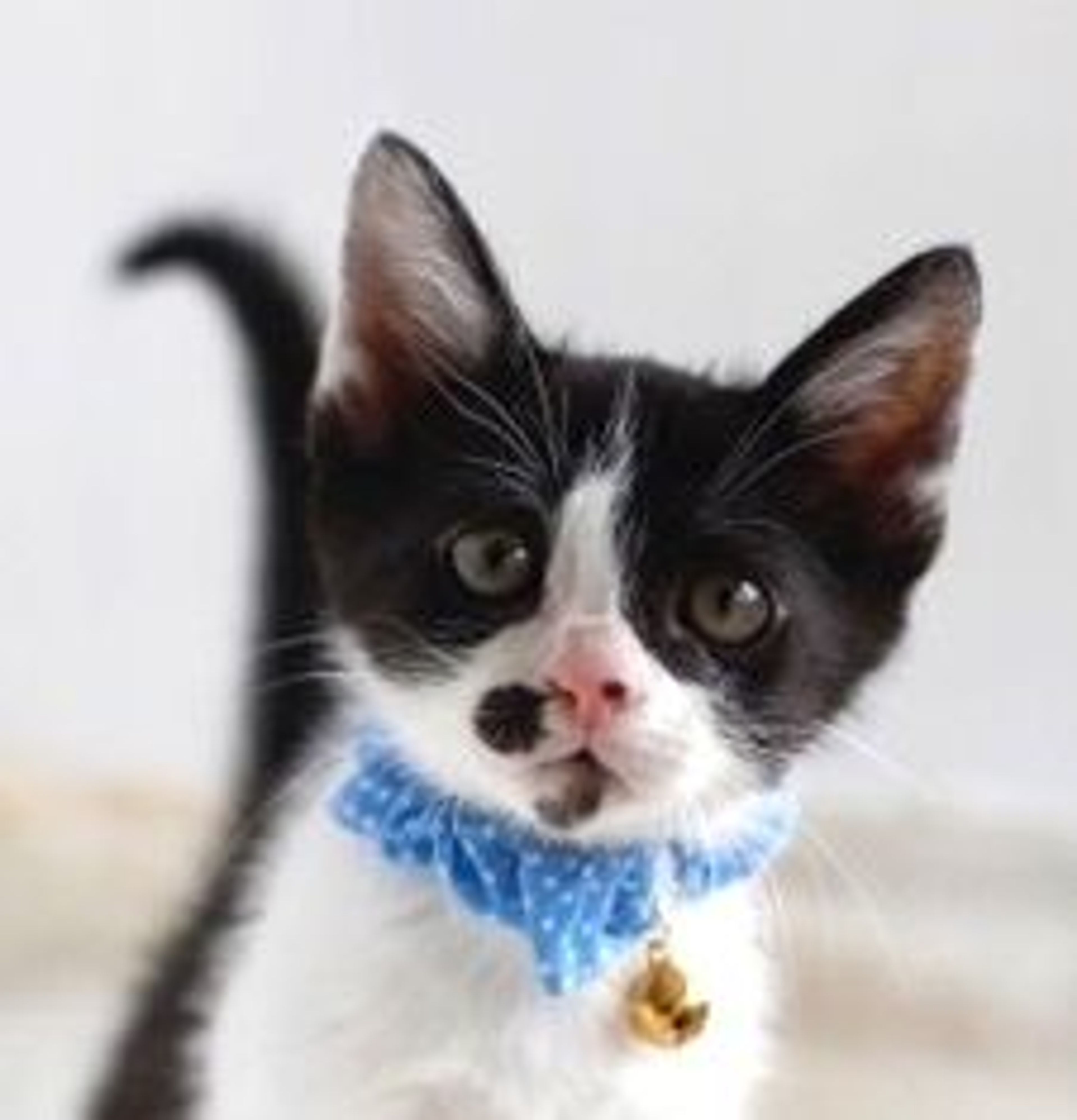 雑種（ミックス猫）・メスの里親募集の写真