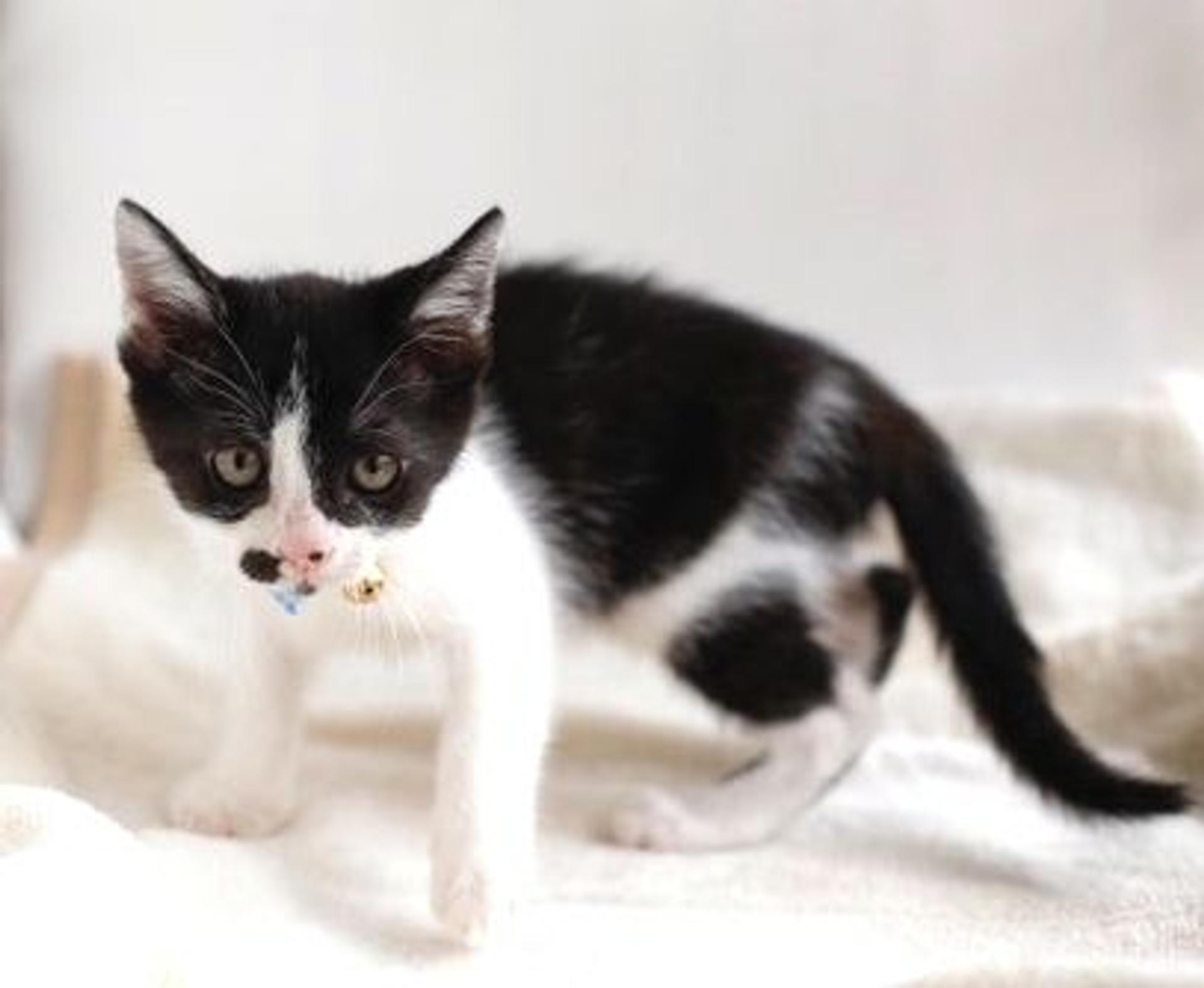 pet-image-4