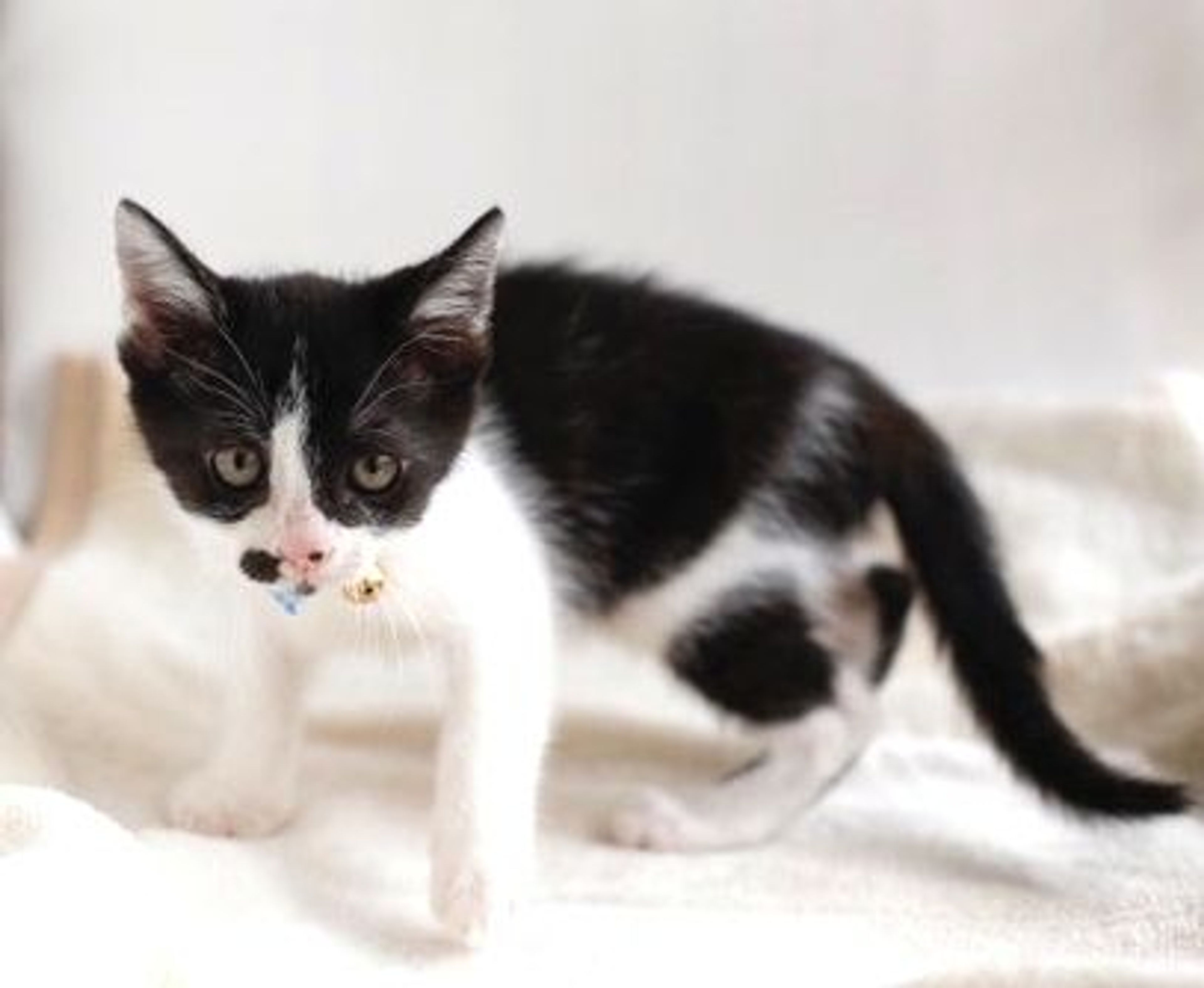 pet-image-4