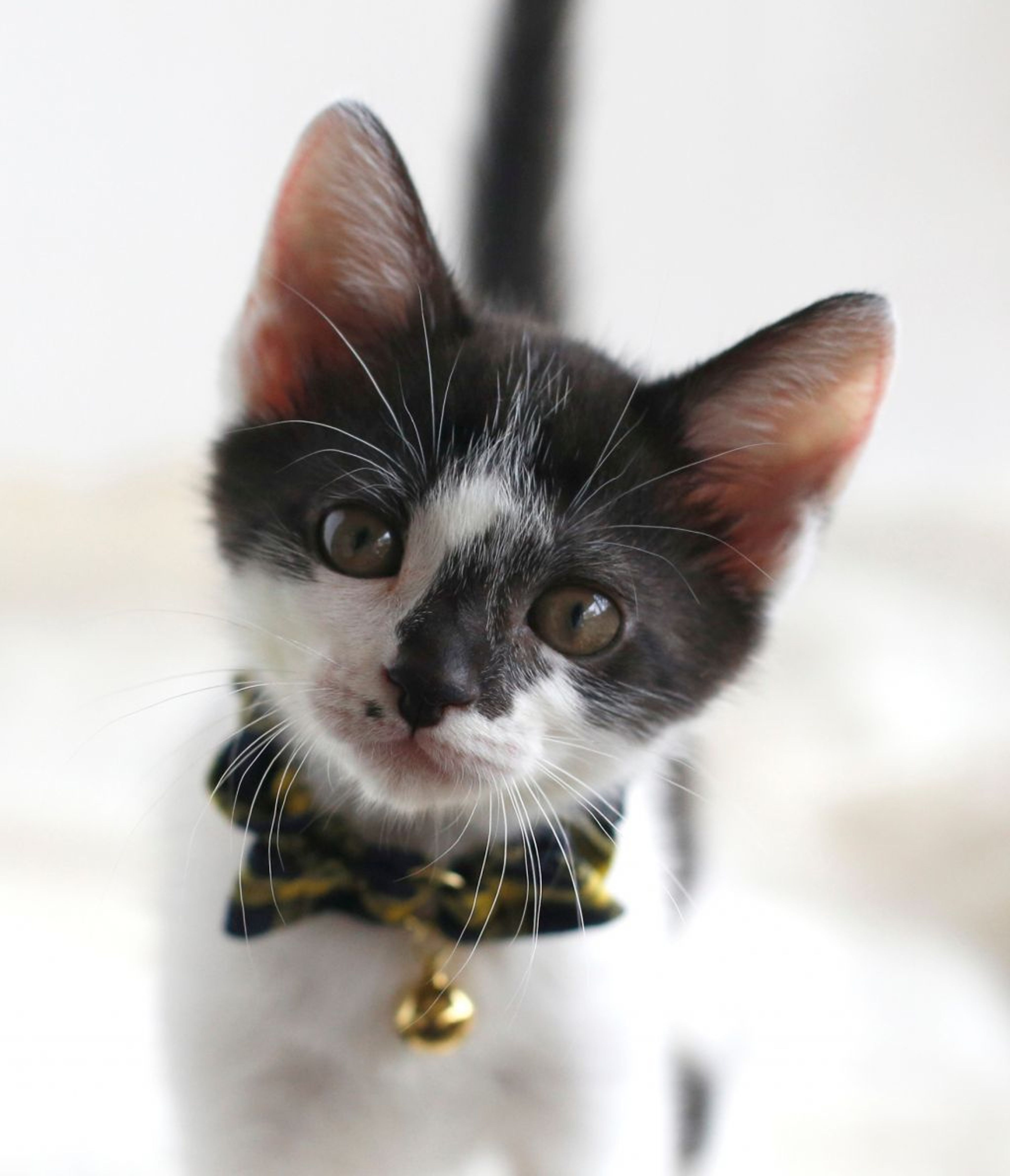 雑種（ミックス猫）・メスの里親募集の写真