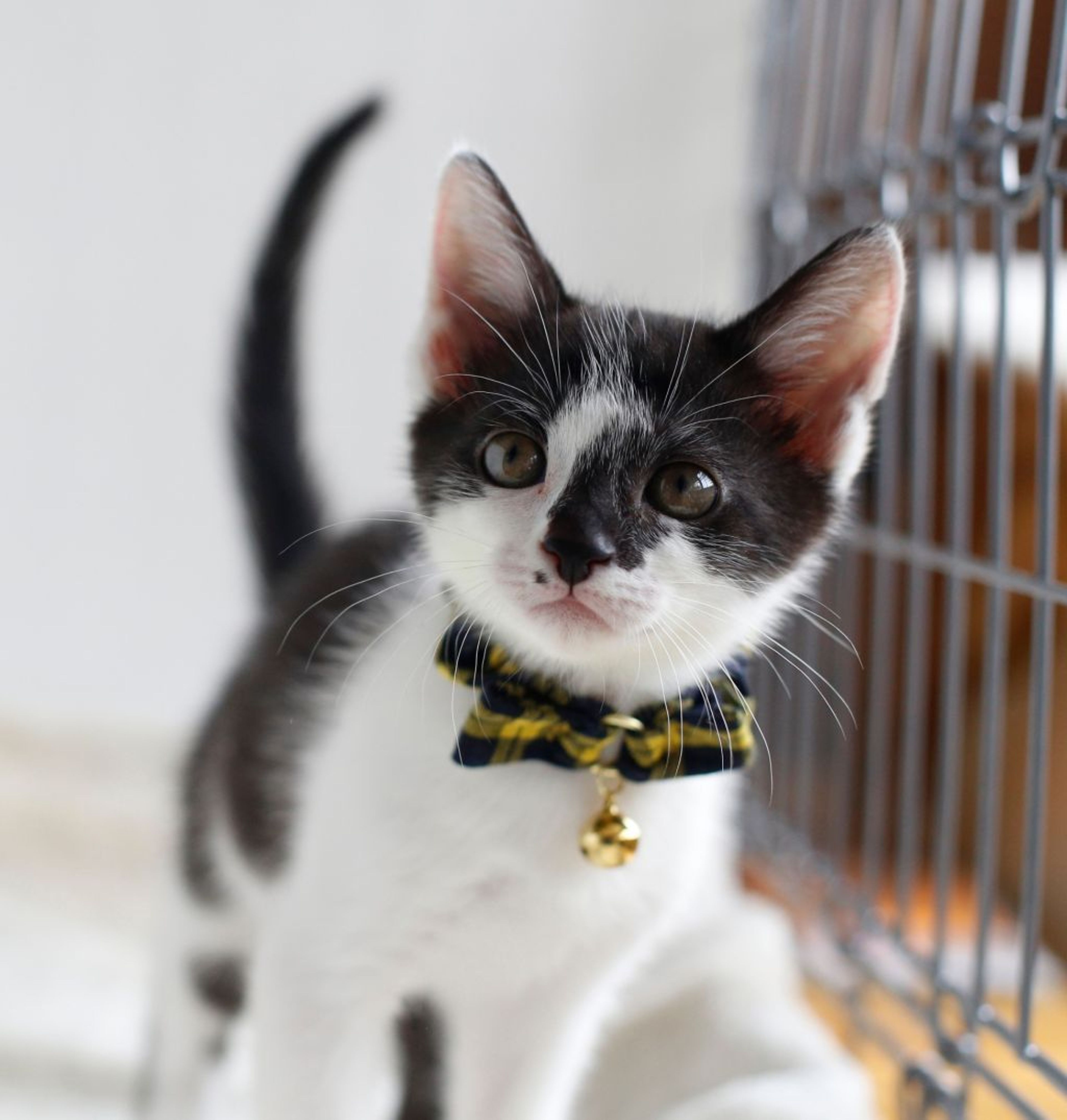 pet-image-2