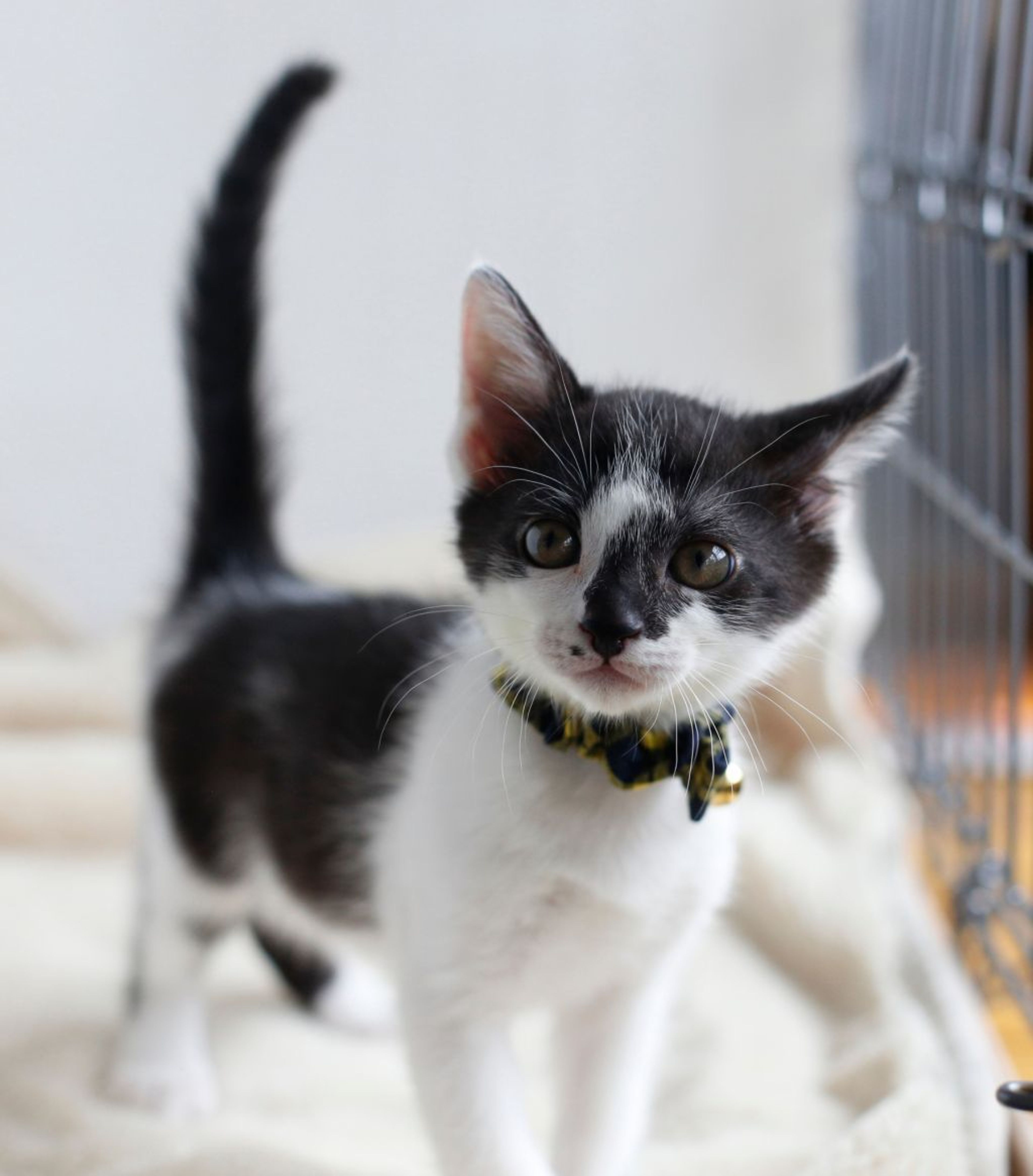 pet-image-4