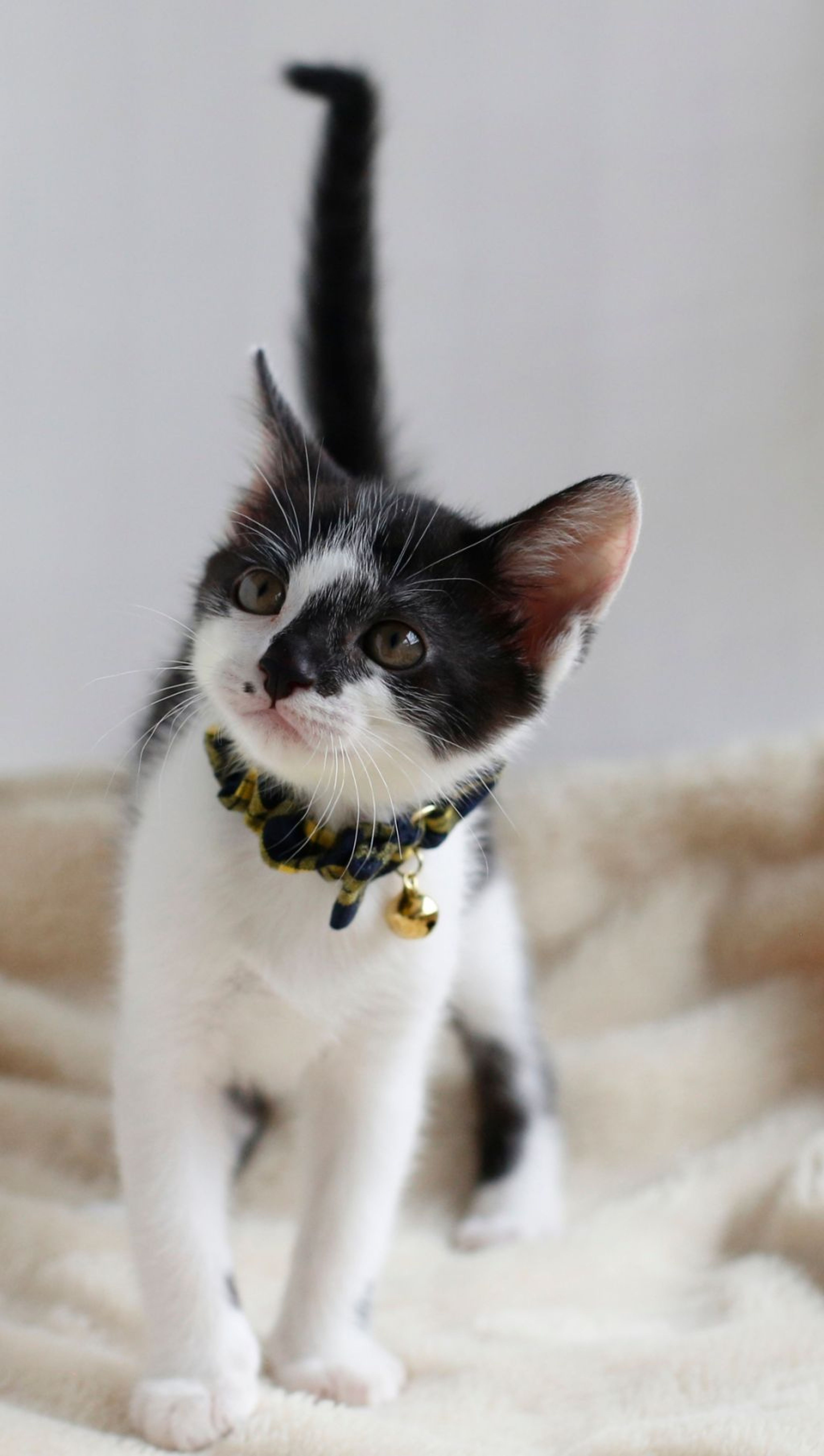 pet-image-5