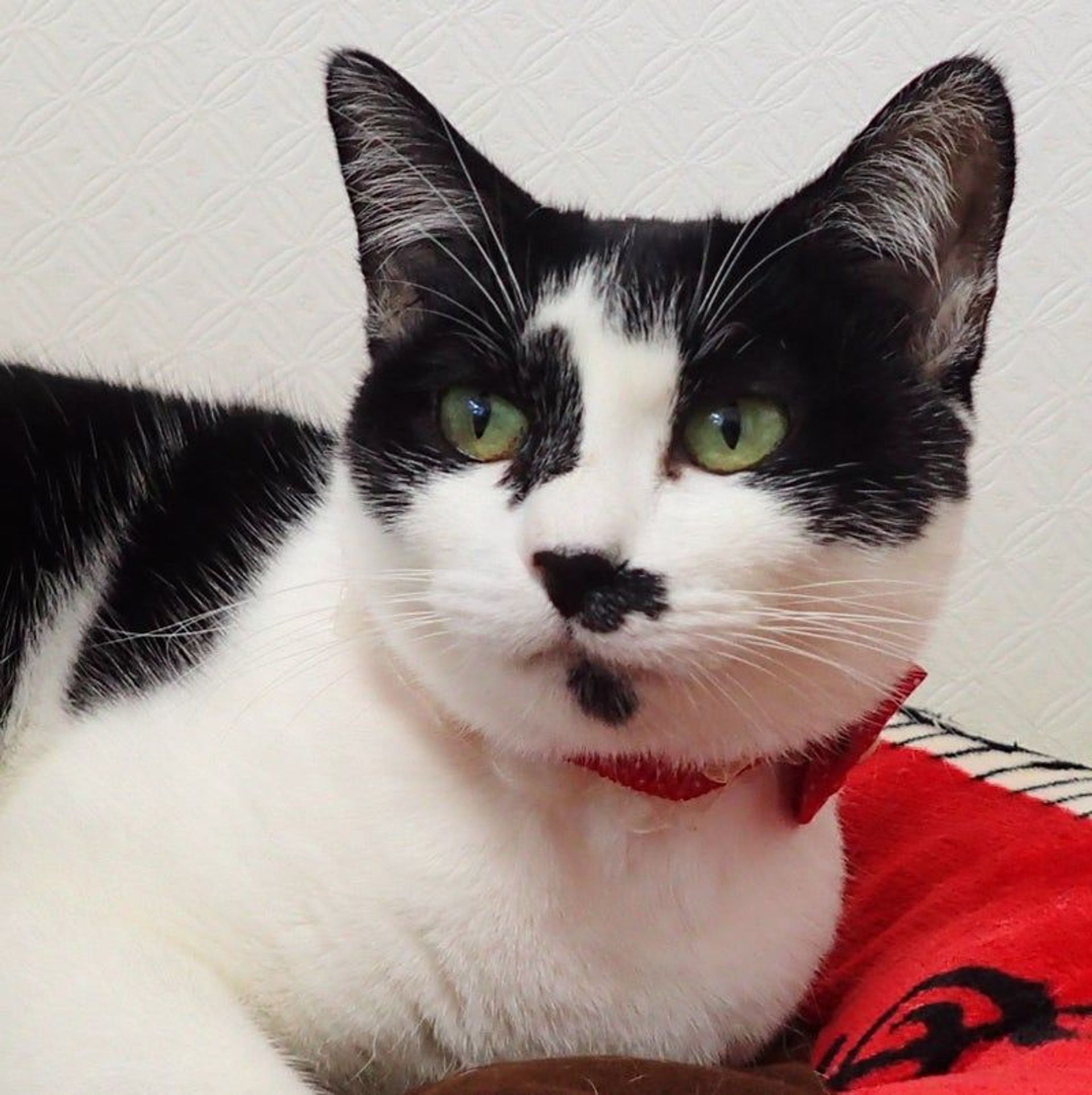 雑種（ミックス猫）・メスの里親募集の写真